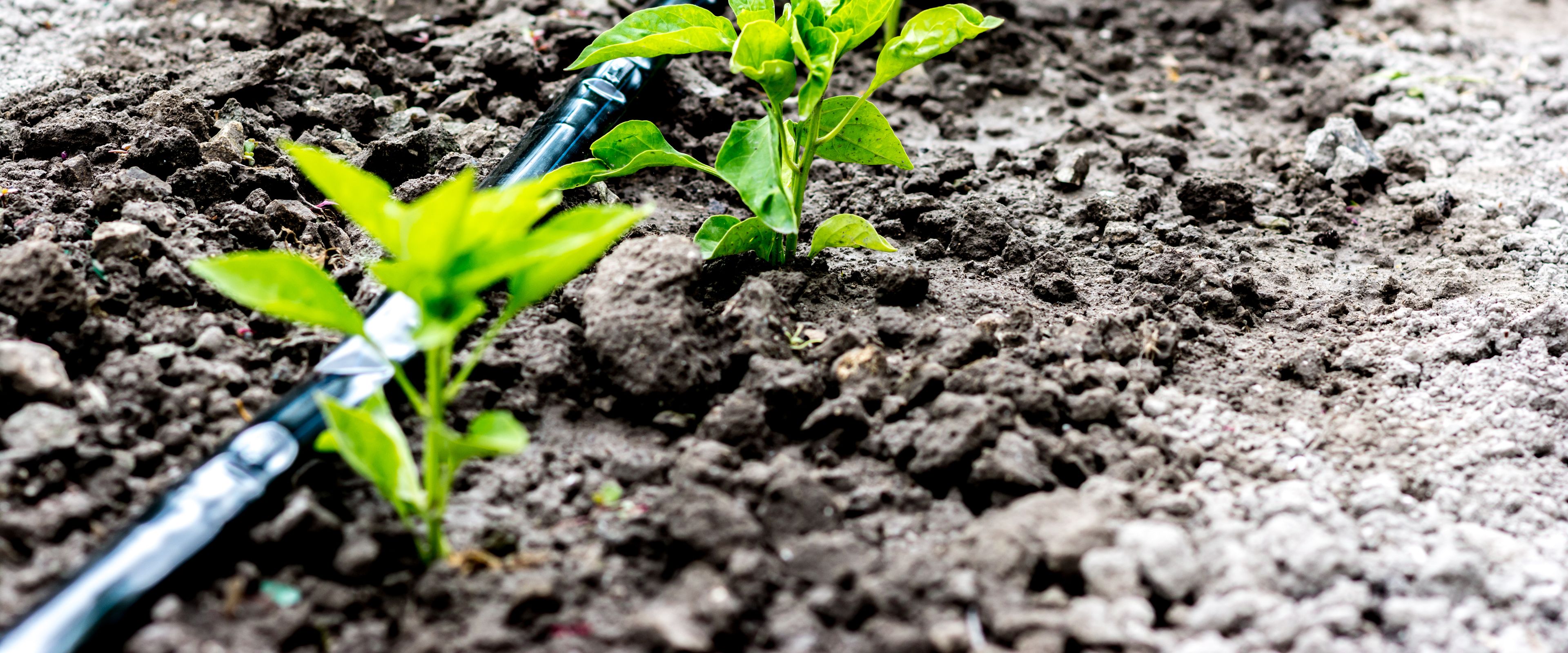 Young plants growing in soil next to a drip irrigation system. The black hose provides targeted water to the plants, promoting efficient growth. The scene highlights sustainable agricultural practices.