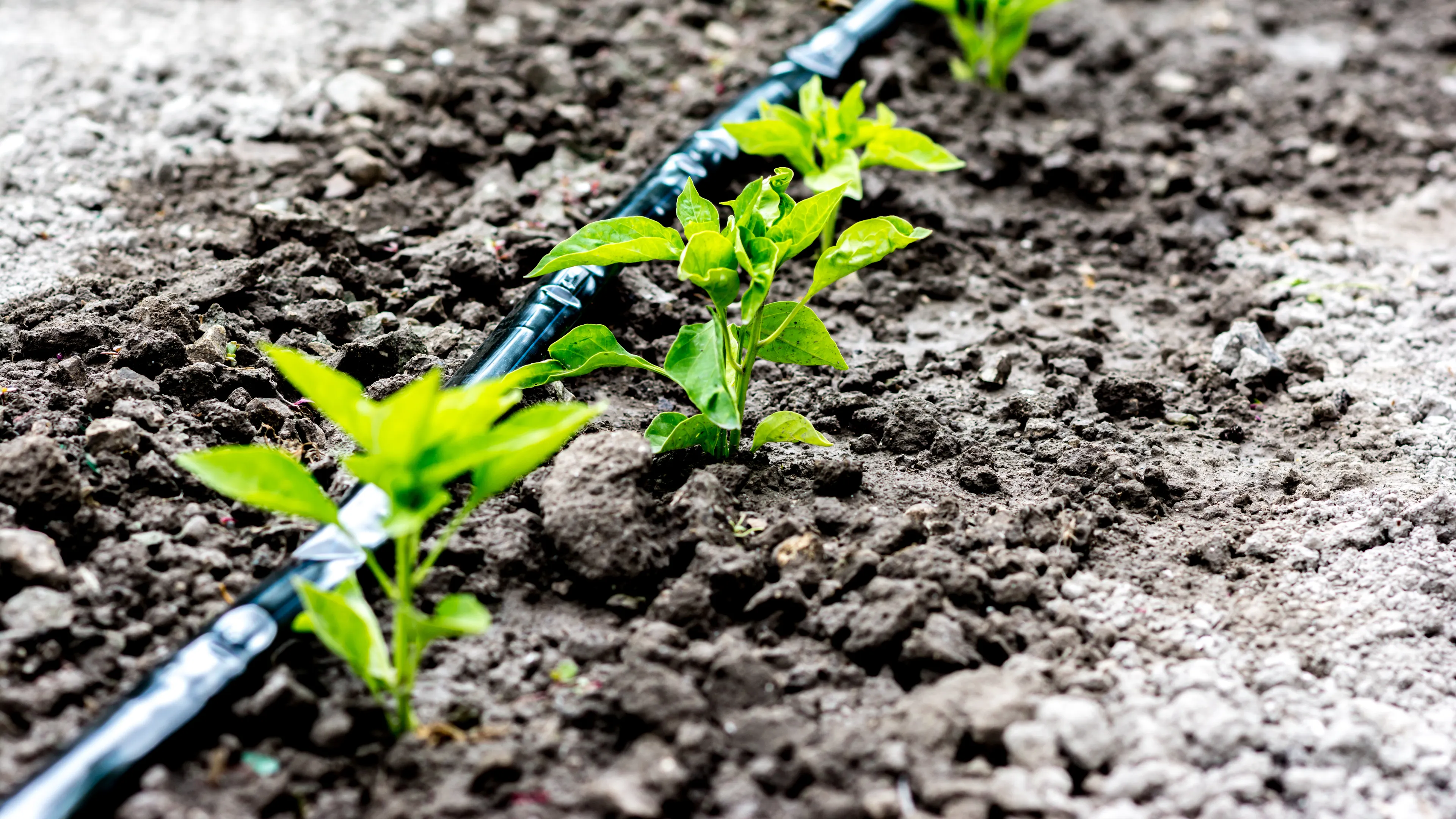 Young plants growing in soil next to a drip irrigation system. The black hose provides targeted water to the plants, promoting efficient growth. The scene highlights sustainable agricultural practices.