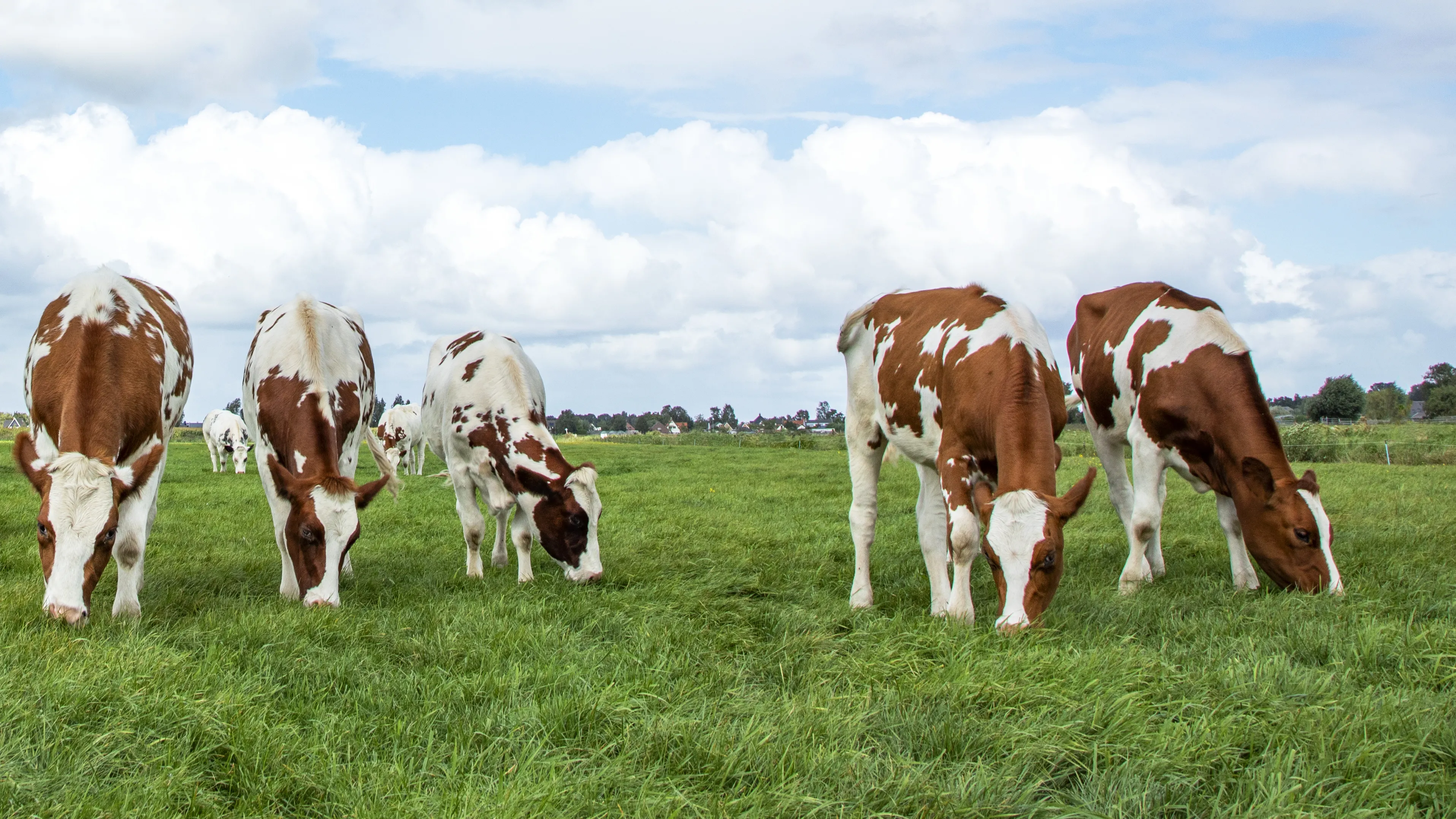 A group of brown and white cows grazing on a lush green field under a partly cloudy blue sky. Some trees and distant buildings are visible in the background.