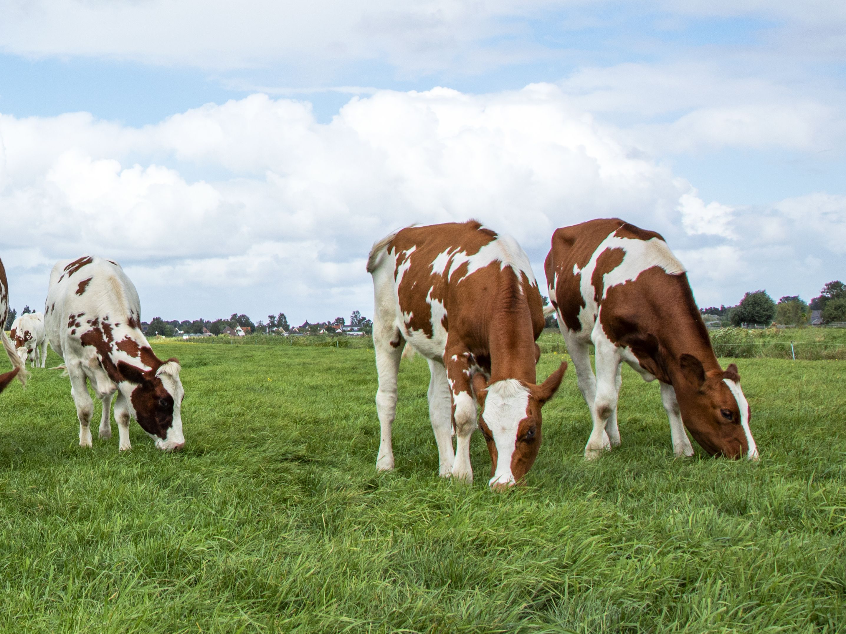 A group of brown and white cows grazing on a lush green field under a partly cloudy blue sky. Some trees and distant buildings are visible in the background.