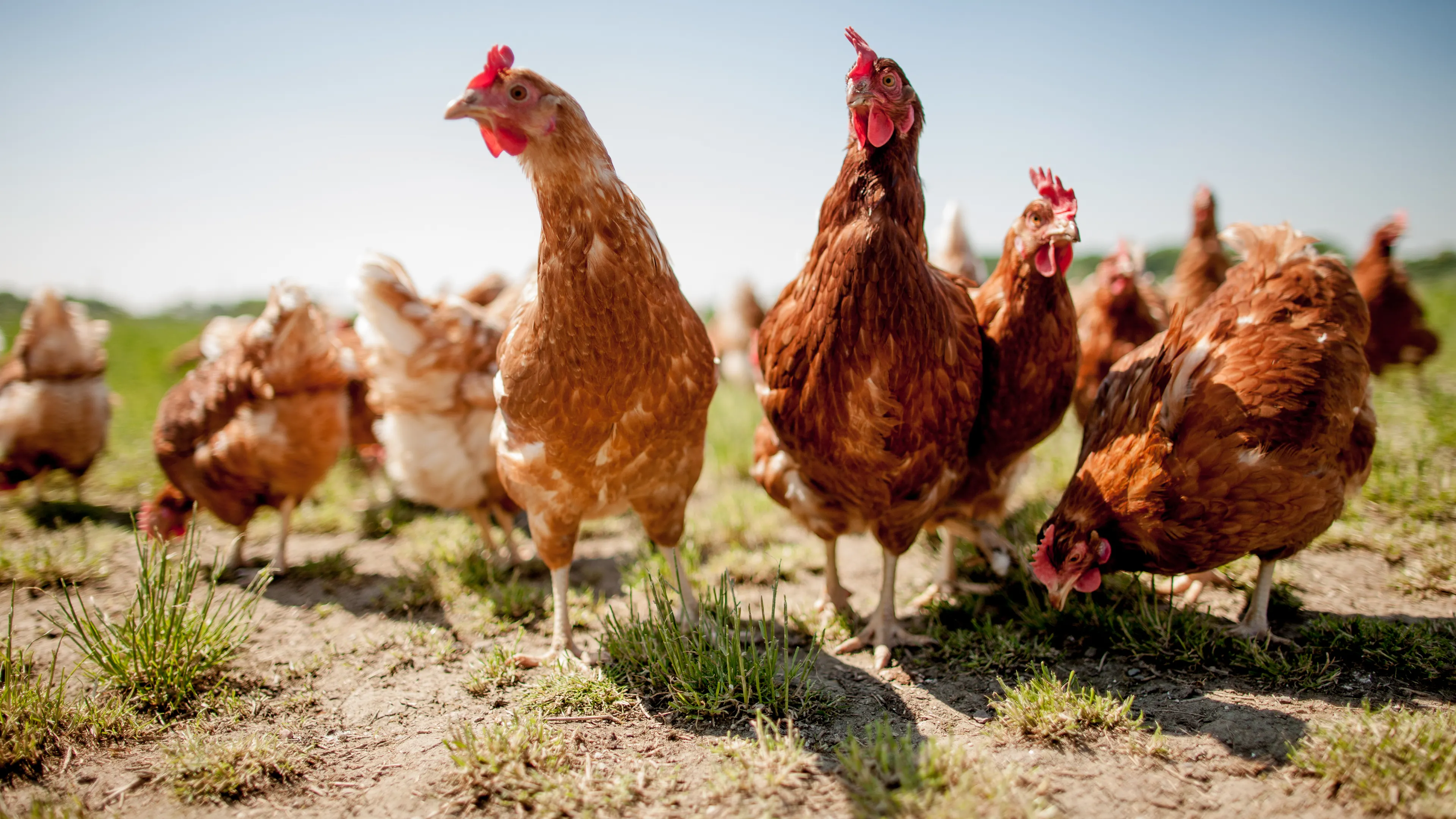 A group of brown chickens standing on a grassy area under a clear blue sky. Some chickens are pecking at the ground, while others are walking around. The background shows more chickens and a blurred landscape.
