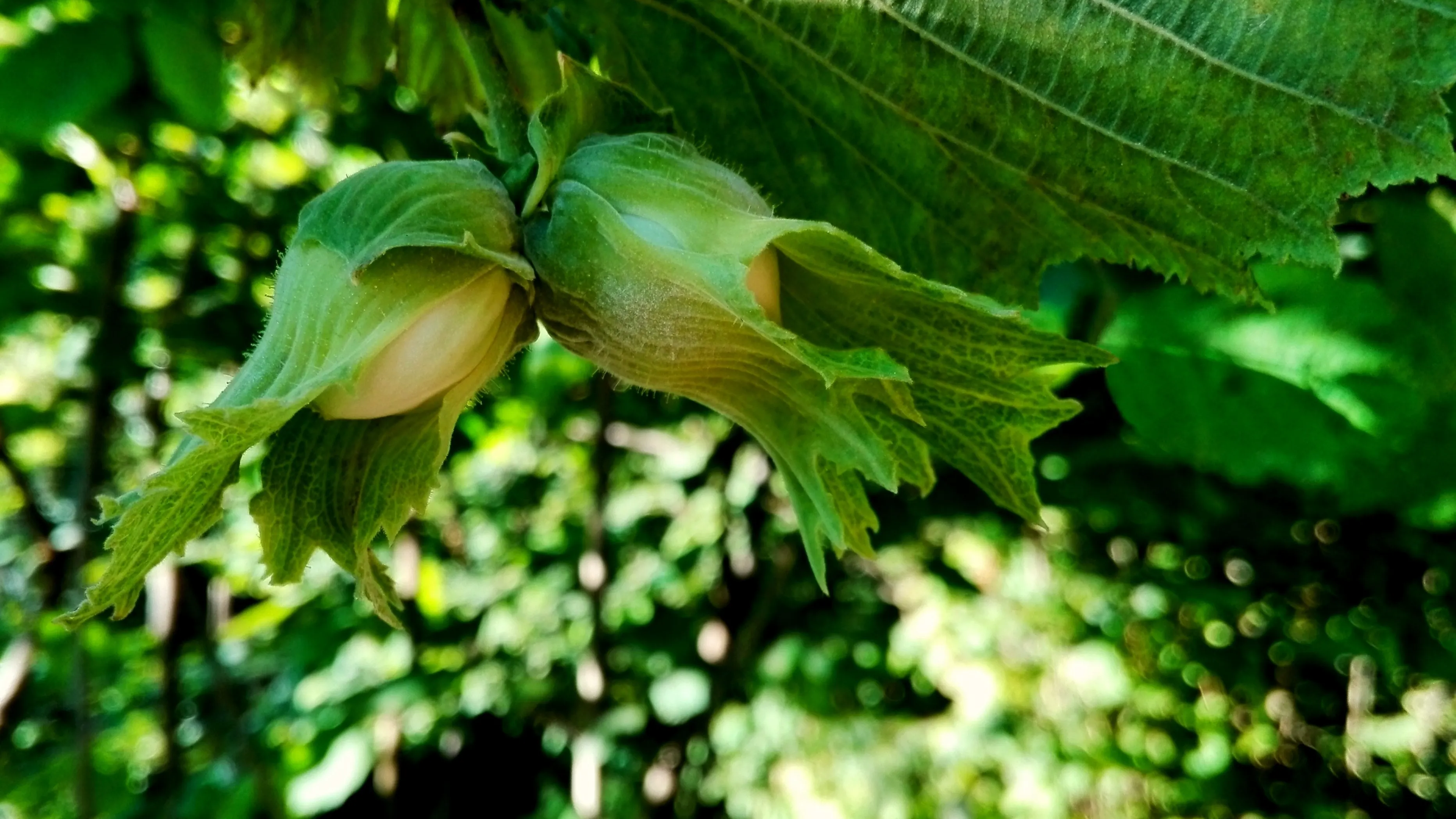Two hazelnuts nestled in their green leafy husks are hanging from a branch. The background features a blurred view of greenery and sunlight filtering through leaves.