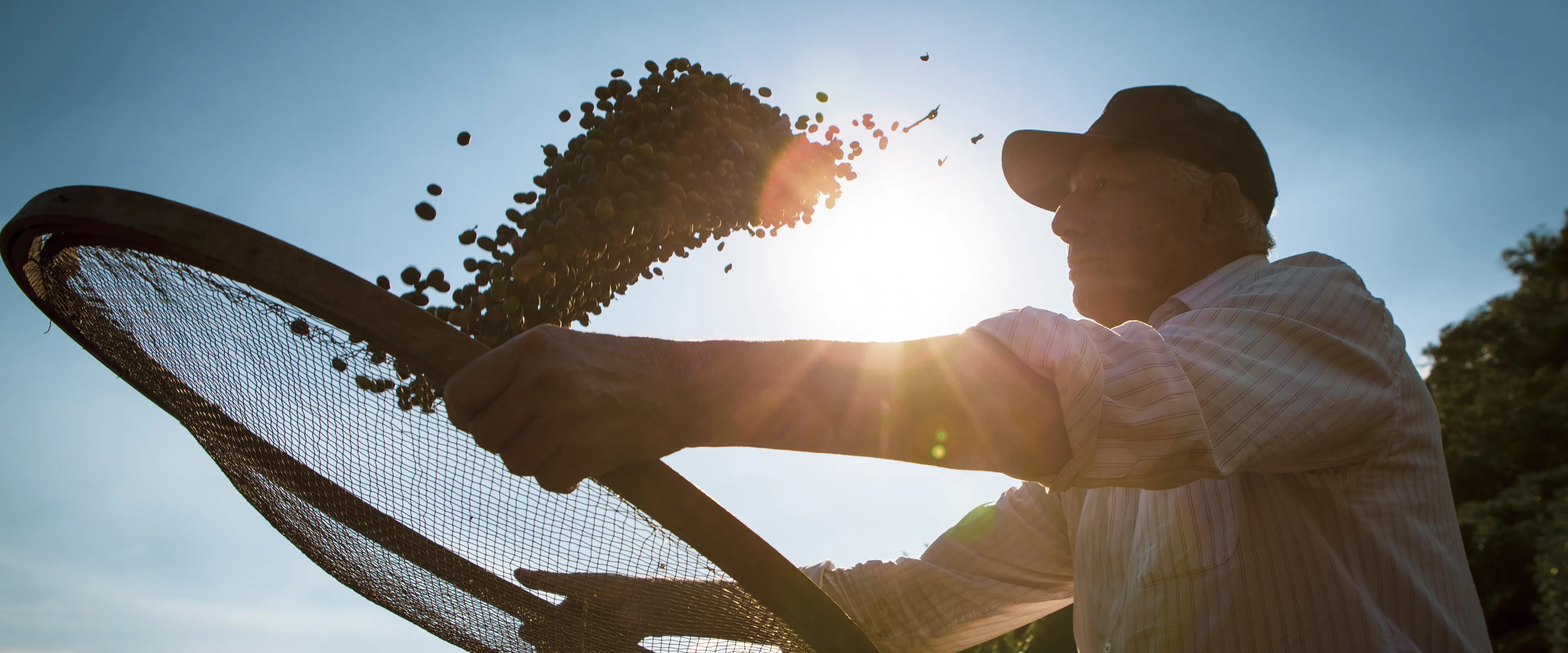 A person is sifting coffee beans through a mesh screen under bright sunlight, with beans visibly airborne during the process. The figure appears in silhouette due to backlighting, surrounded by a rural, green environment. The scene captures a moment from an agricultural activity, likely coffee processing.