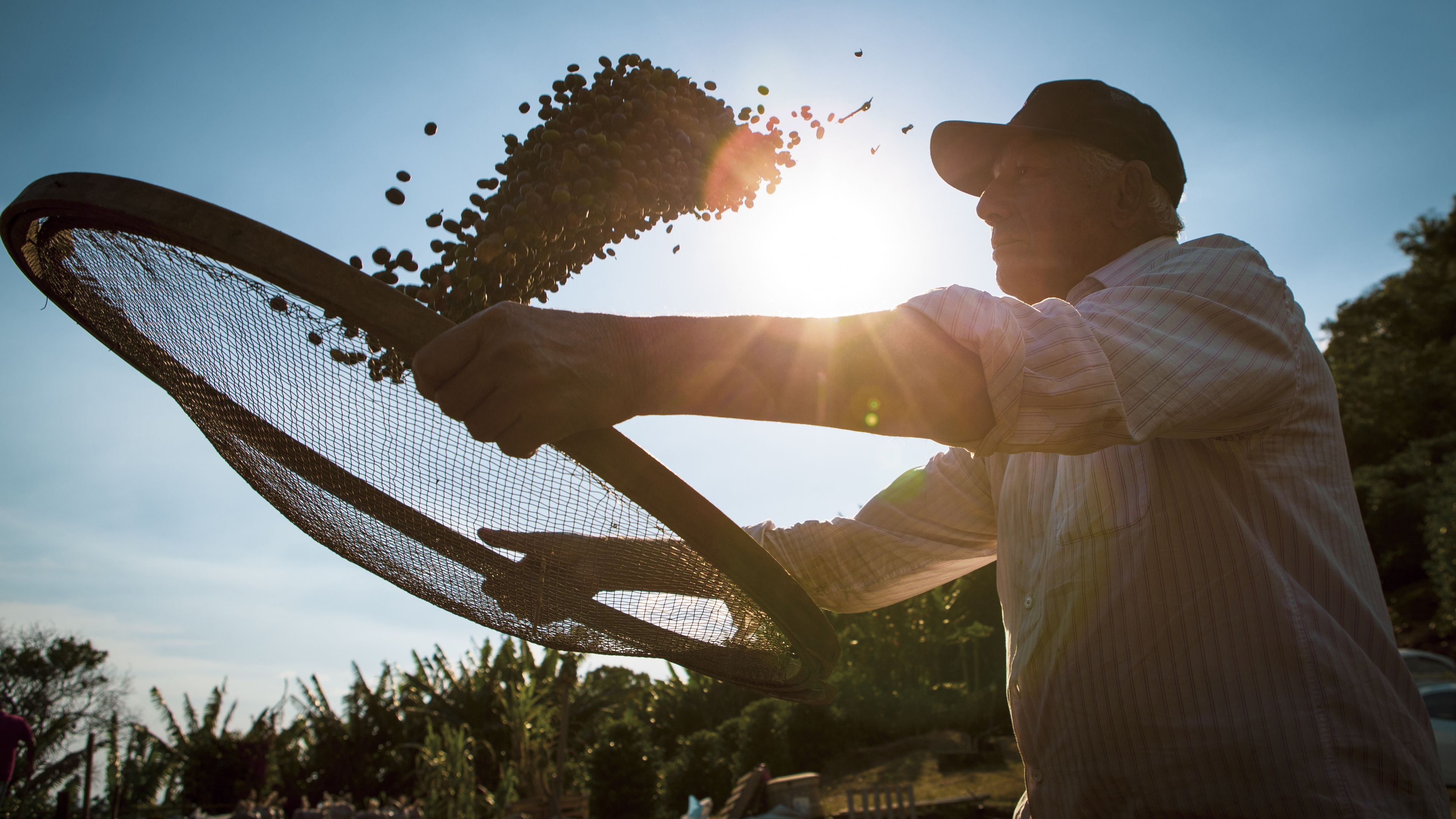 A person is sifting coffee beans through a mesh screen under bright sunlight, with beans visibly airborne during the process. The figure appears in silhouette due to backlighting, surrounded by a rural, green environment. The scene captures a moment from an agricultural activity, likely coffee processing.