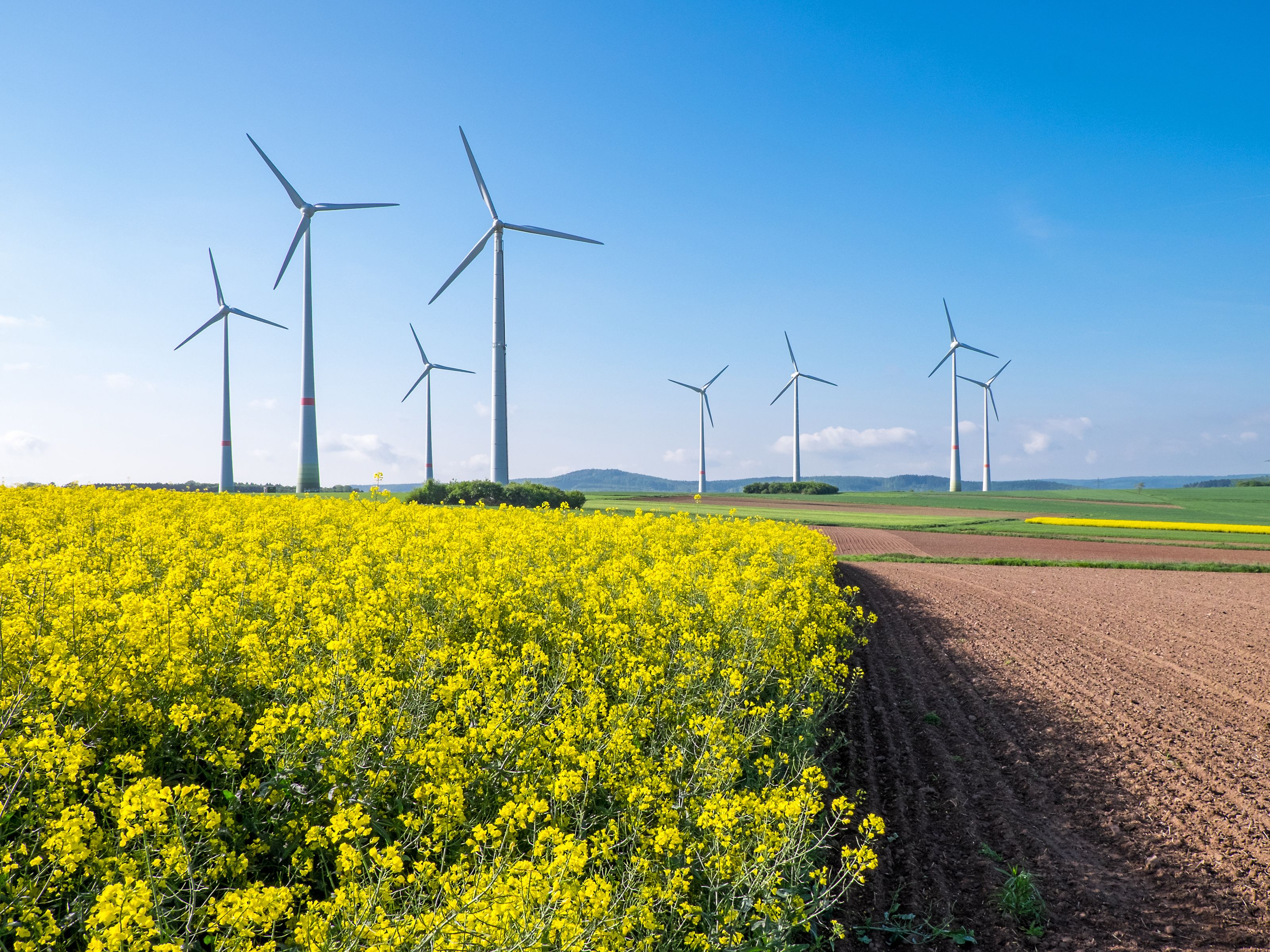 A field of bright yellow flowering plants stretches alongside a plowed section of farmland under a clear blue sky. Multiple wind turbines stand tall in the distance, generating clean energy. Rolling hills are visible in the background.