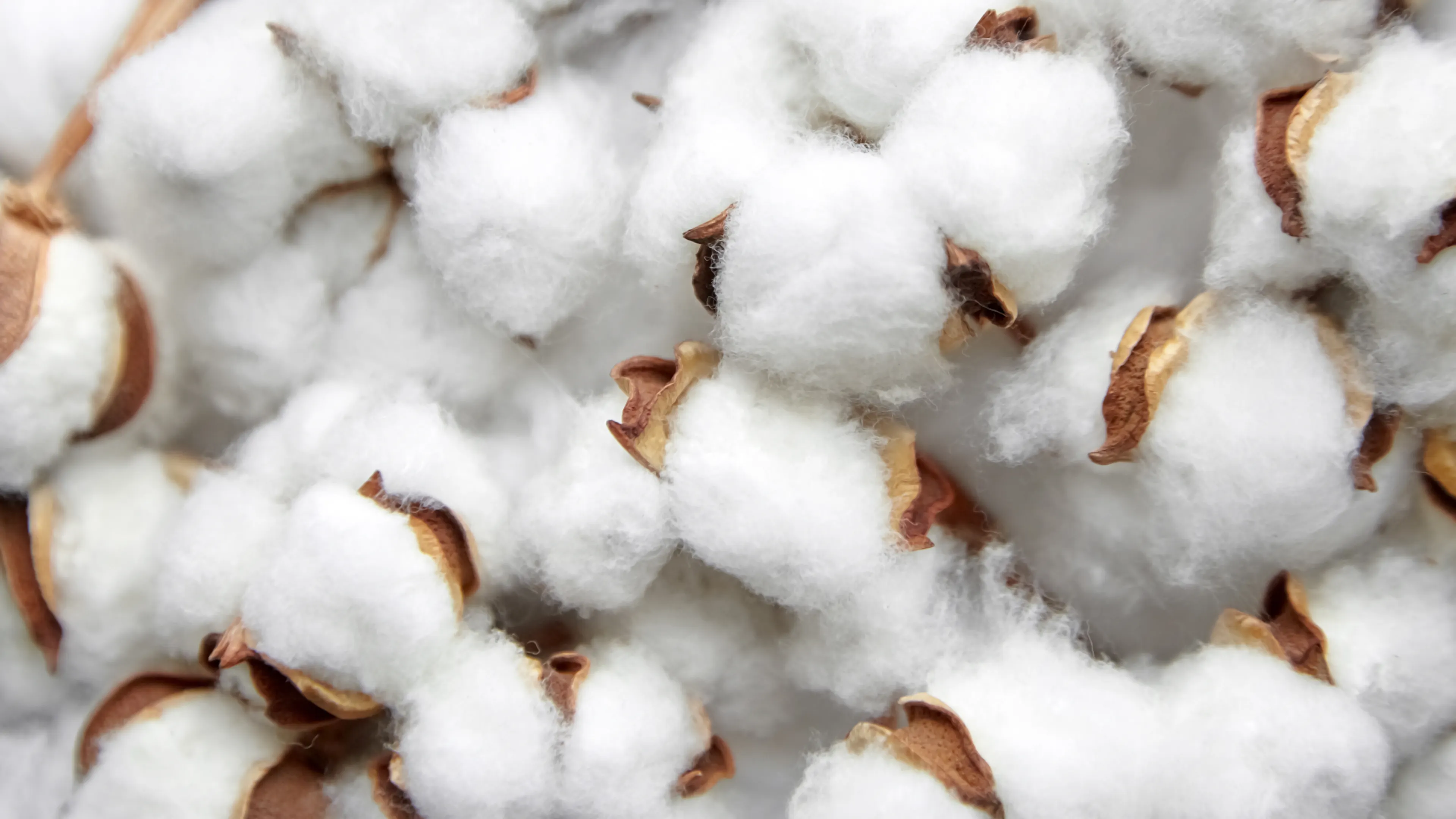Close-up of fluffy white cotton bolls with brown stems, still attached to their husks. The soft texture of the cotton stands out against the natural earthy tones of the husks.