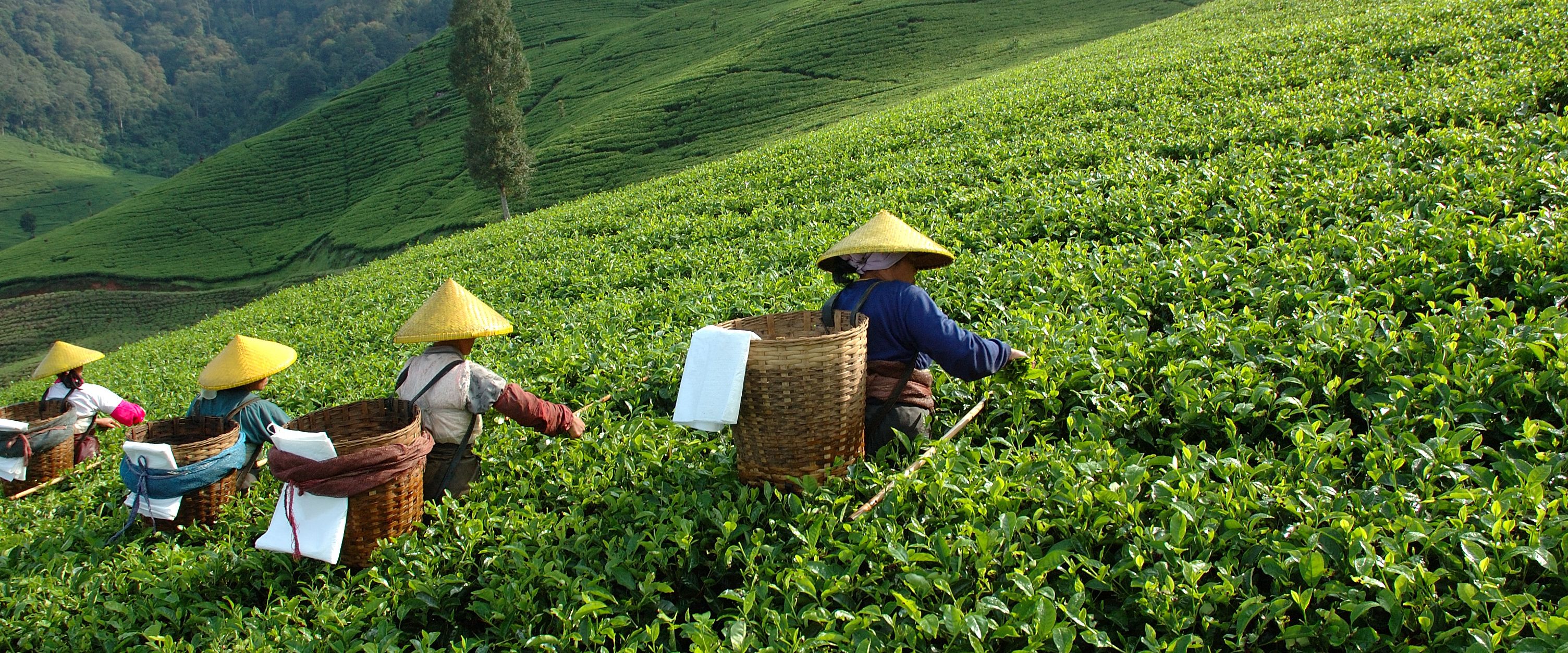 Several workers wearing traditional conical hats are harvesting crops in a lush green tea plantation on a sloped hillside. Each person carries a large woven basket on their back to collect the tea leaves. The background shows rolling green hills and trees under a clear sky.