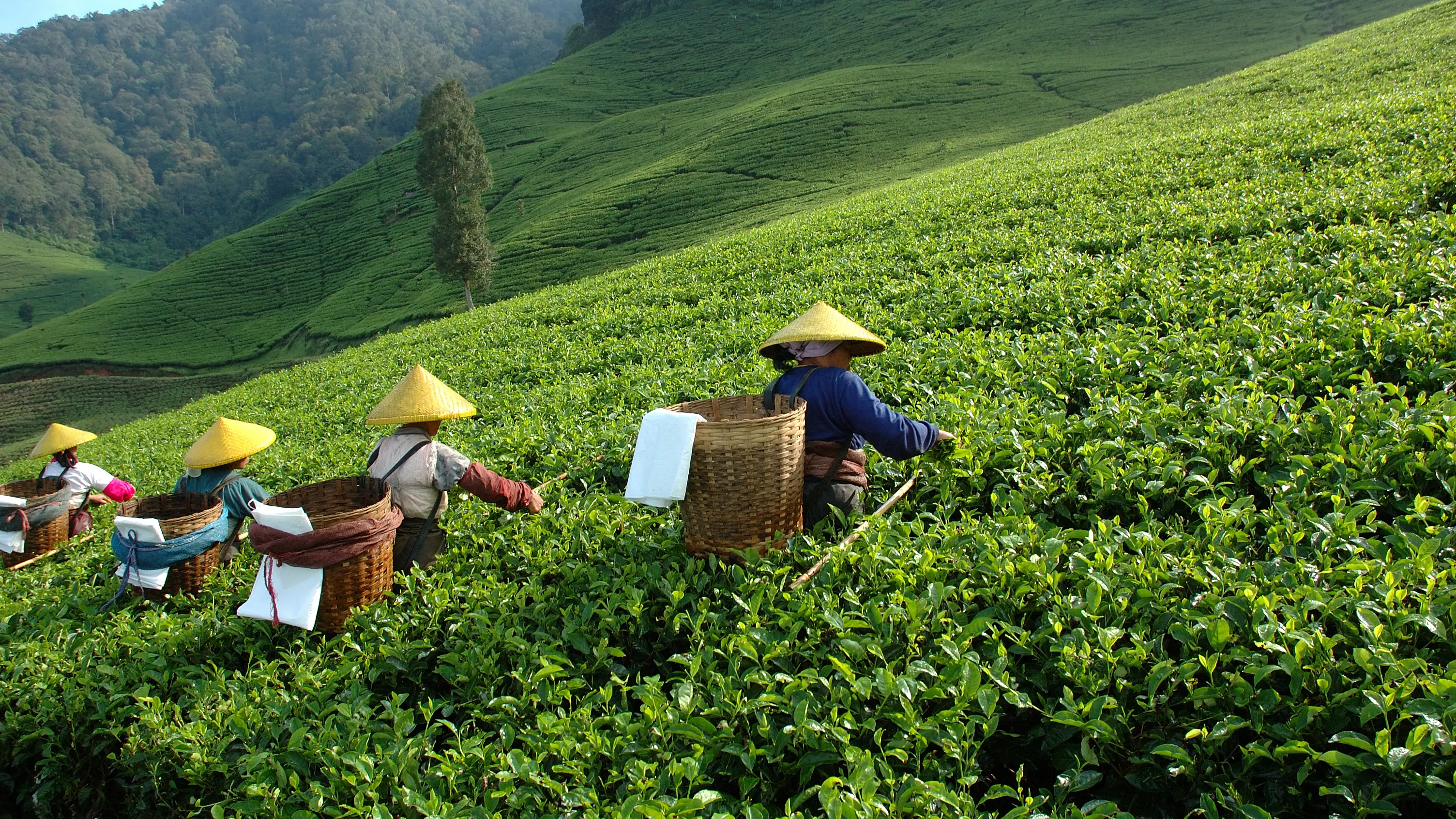 Several workers wearing traditional conical hats are harvesting crops in a lush green tea plantation on a sloped hillside. Each person carries a large woven basket on their back to collect the tea leaves. The background shows rolling green hills and trees under a clear sky.