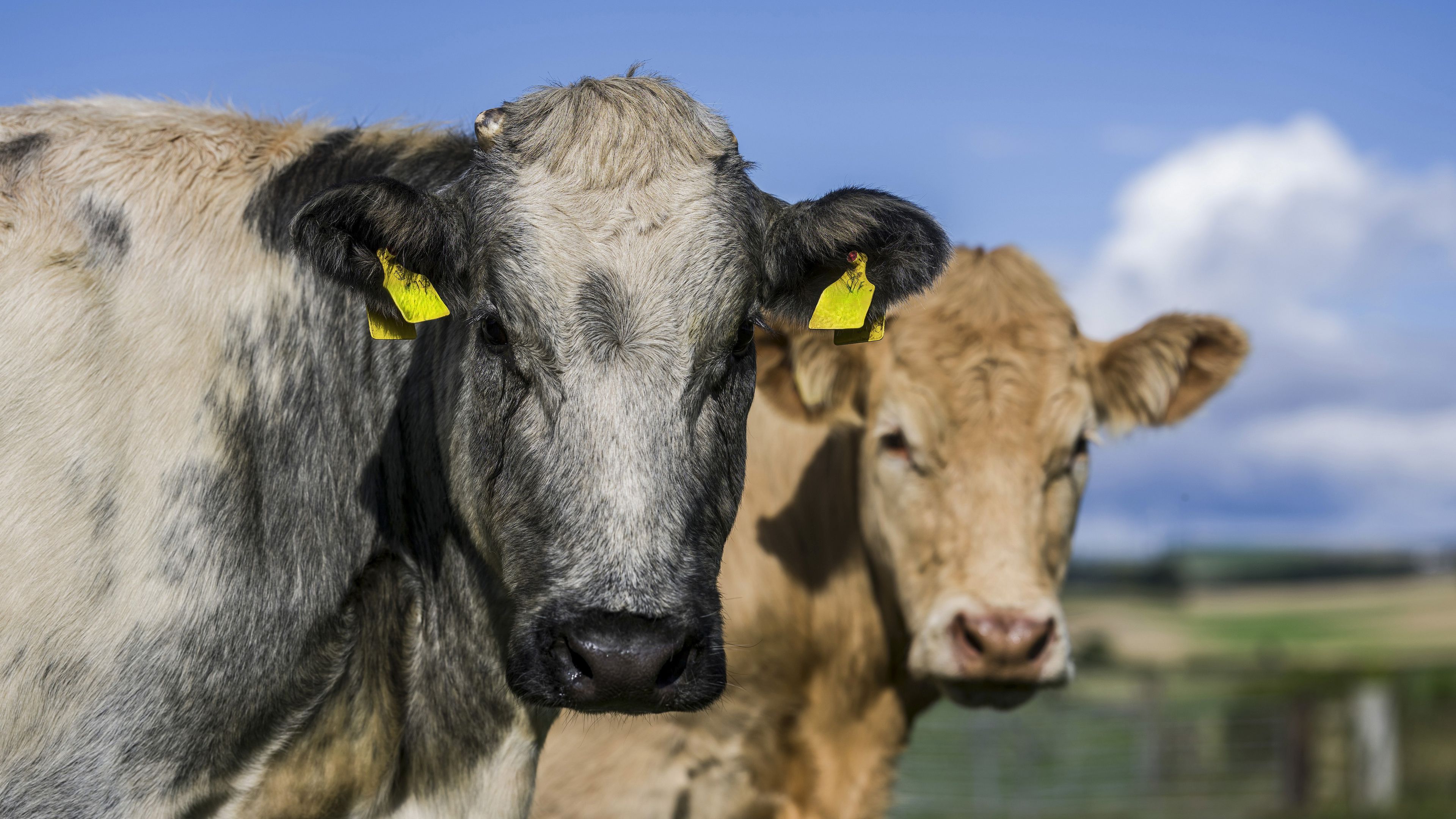 Two cows standing in a green pasture on a sunny day. One cow, with darker markings, looks directly at the camera, while the other, lighter-colored cow is slightly behind. The background features a clear blue sky and distant fields.