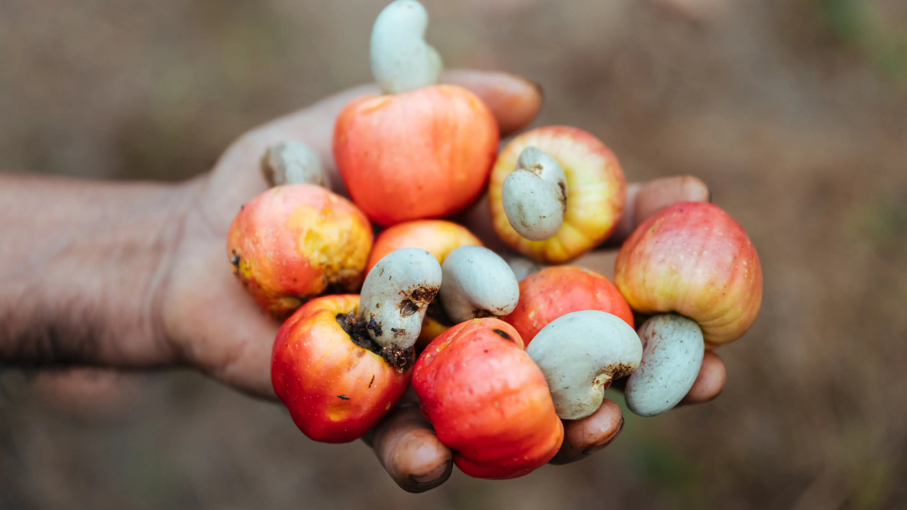 A hand holds several freshly picked cashew fruits, with red and yellow skins and attached grayish-green cashew nuts. The background is blurred and earthy. The fruits appear plump and vibrant.