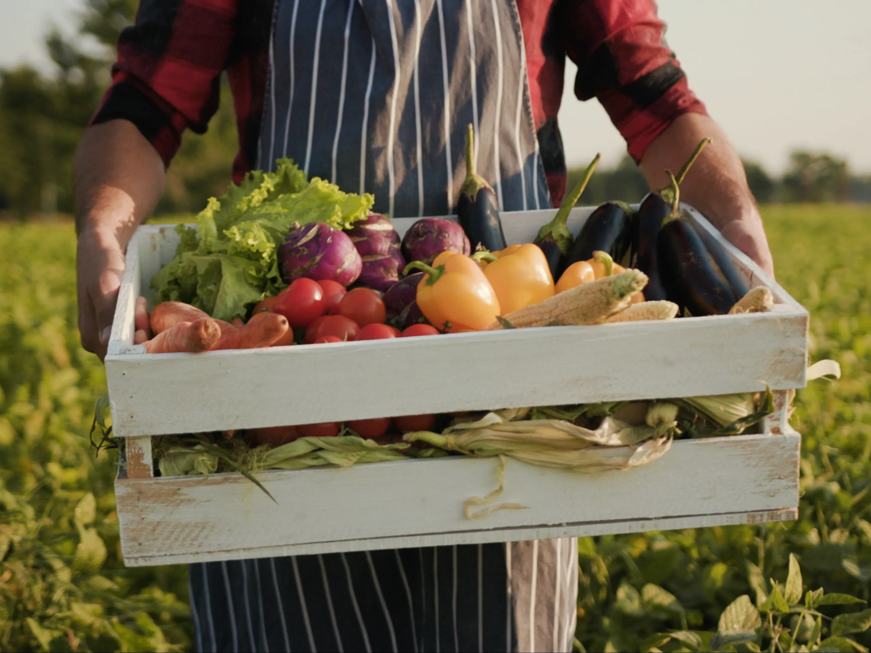 A person wearing a striped apron holds a wooden crate filled with fresh vegetables, including corn, bell peppers, eggplants, tomatoes, and lettuce. The scene is set outdoors in a green field under daylight. The image conveys a farm-to-table or harvest theme.