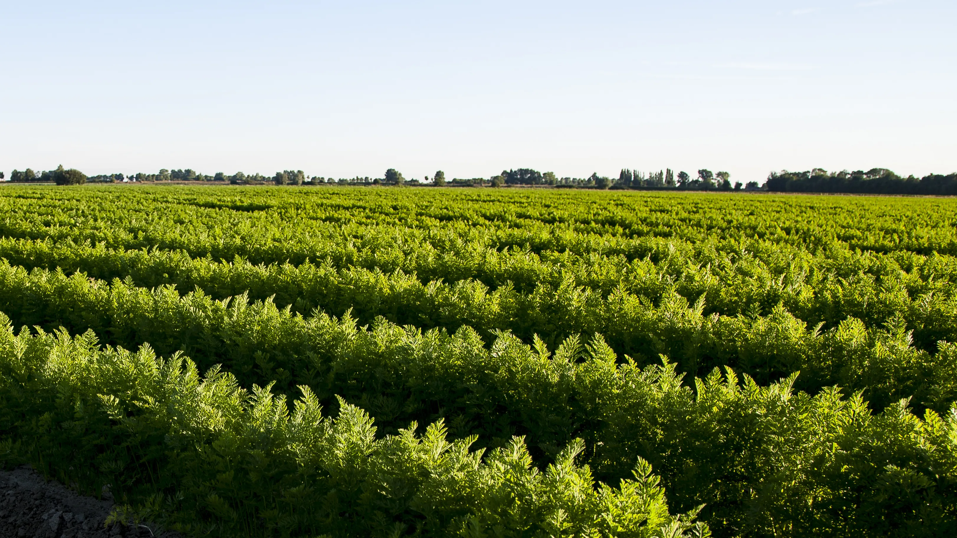 A vast, green agricultural field with rows of crops extending into the distance under a clear blue sky. The rows are evenly planted, displaying neat symmetry across the landscape. Trees are visible on the horizon.