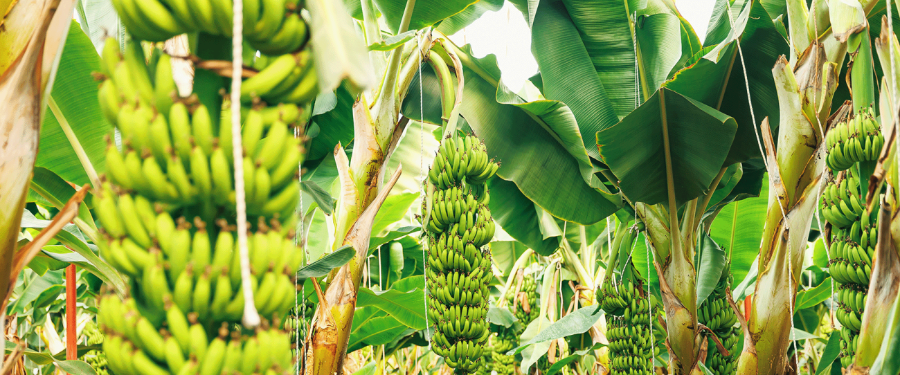 A banana plantation with rows of lush green banana plants, each bearing large bunches of green bananas. The ground is covered with grass, and sunlight filters through the leaves. The dense foliage creates a tropical setting.