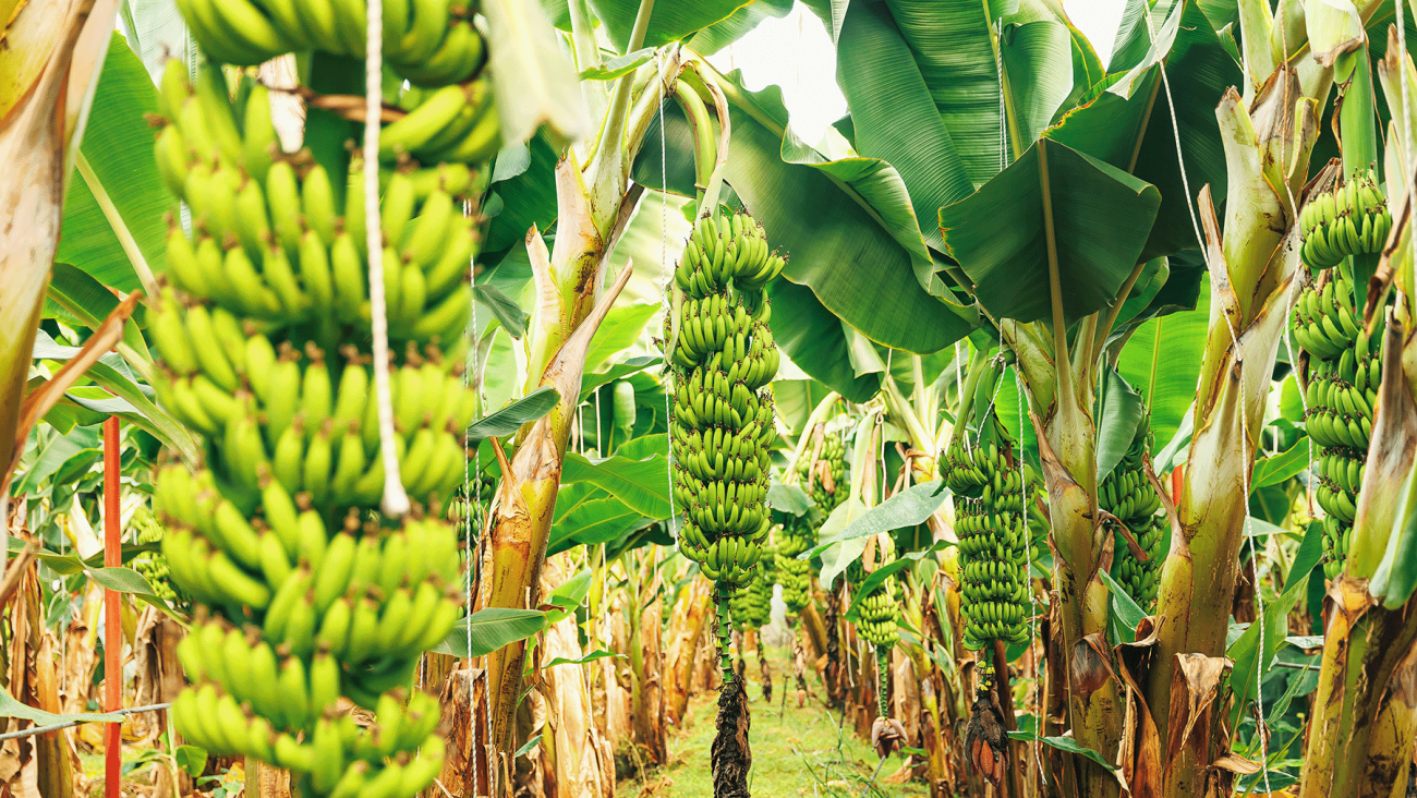 A banana plantation with rows of lush green banana plants, each bearing large bunches of green bananas. The ground is covered with grass, and sunlight filters through the leaves. The dense foliage creates a tropical setting.