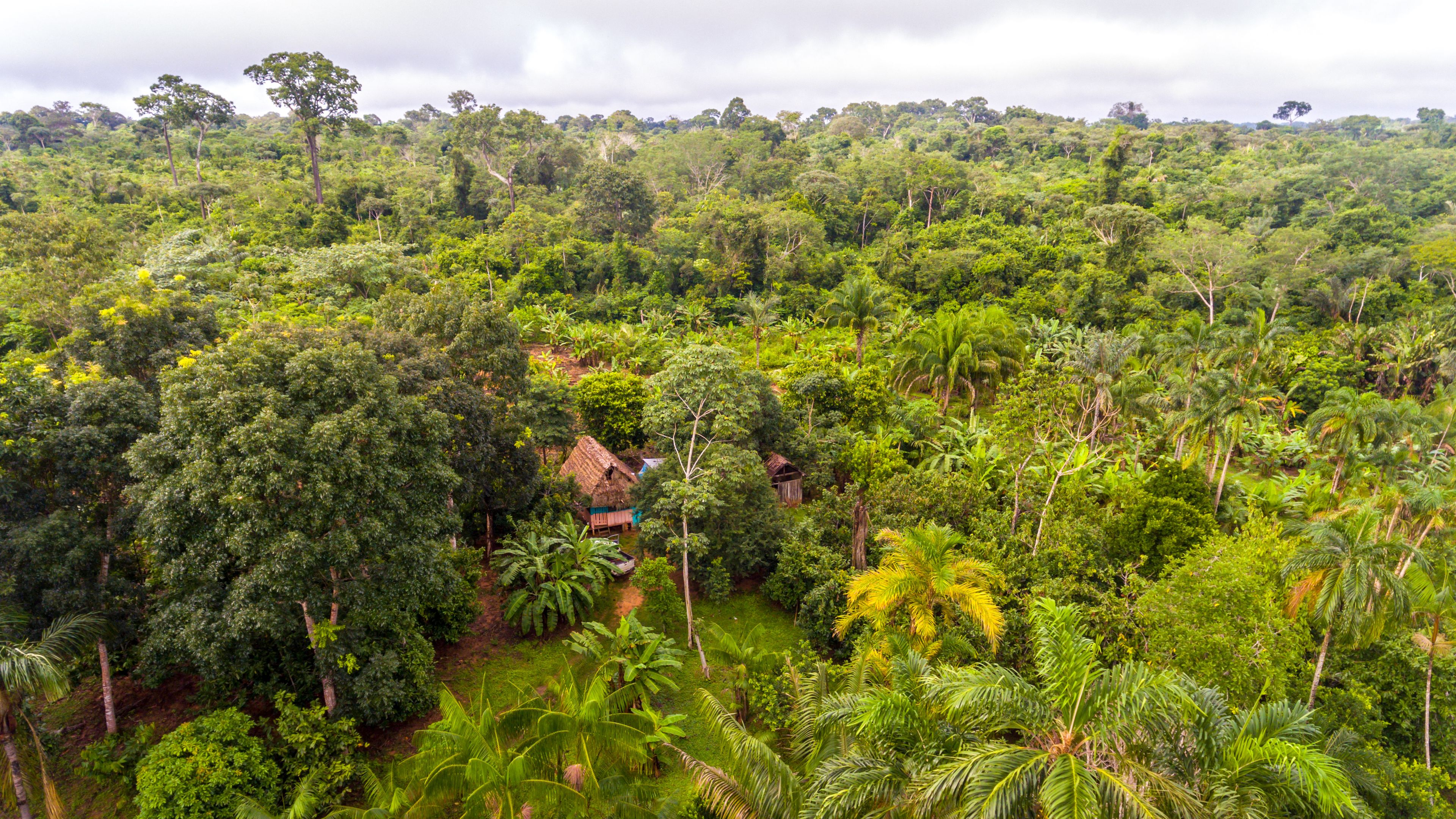 A lush tropical rainforest with dense greenery and tall trees spread across the landscape. A small hut with a thatched roof is nestled among the vegetation, partially hidden by the surrounding foliage. The sky above is cloudy and overcast.