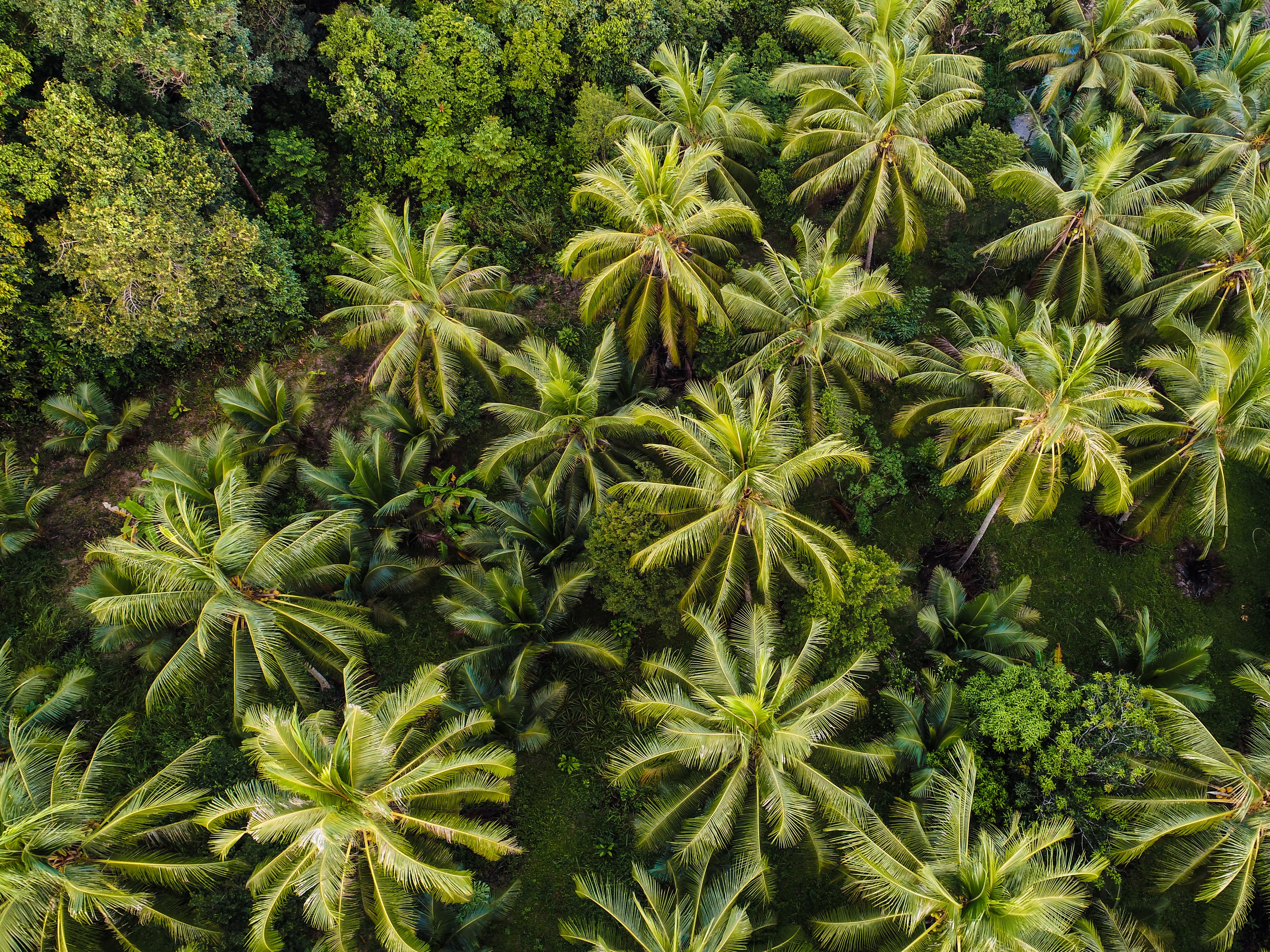 A top-down view of a lush grove of tall palm trees surrounded by dense greenery. The vibrant green foliage creates a tropical, forest-like atmosphere.