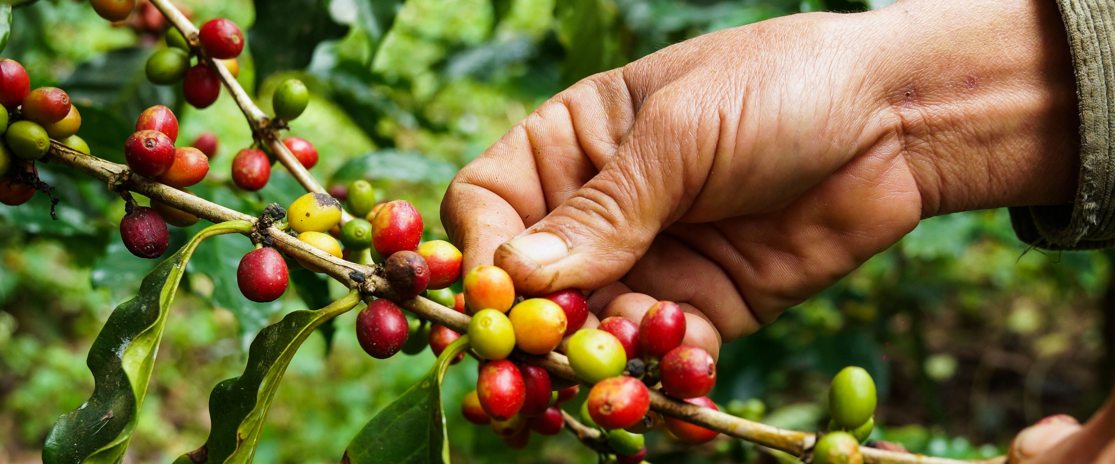 A close-up of hands harvesting ripe and unripe coffee cherries from a branch. The cherries vary in color from green to yellow to red, indicating different stages of ripeness. The background features lush green coffee plant foliage.