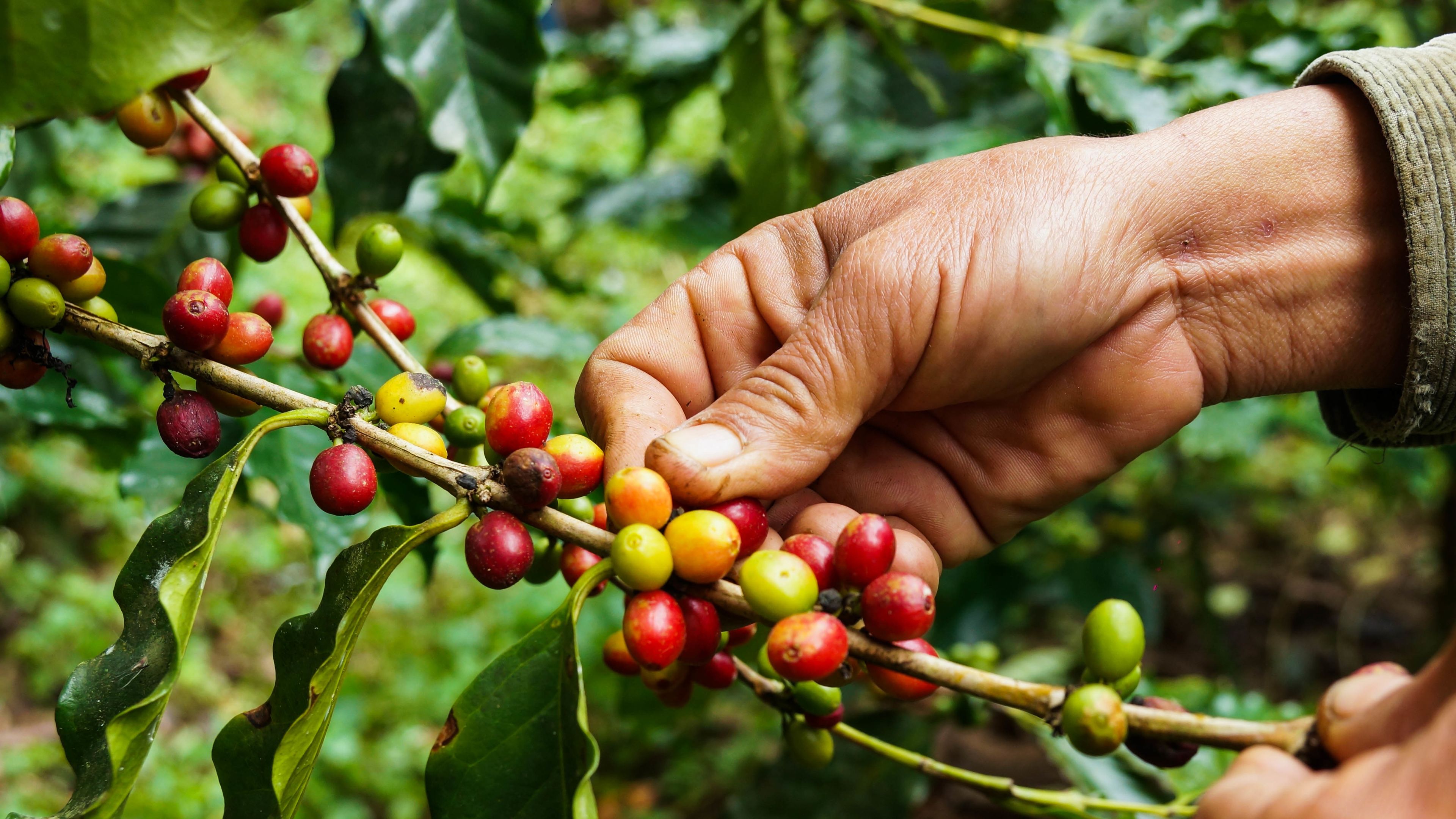 A close-up of hands harvesting ripe and unripe coffee cherries from a branch. The cherries vary in color from green to yellow to red, indicating different stages of ripeness. The background features lush green coffee plant foliage.