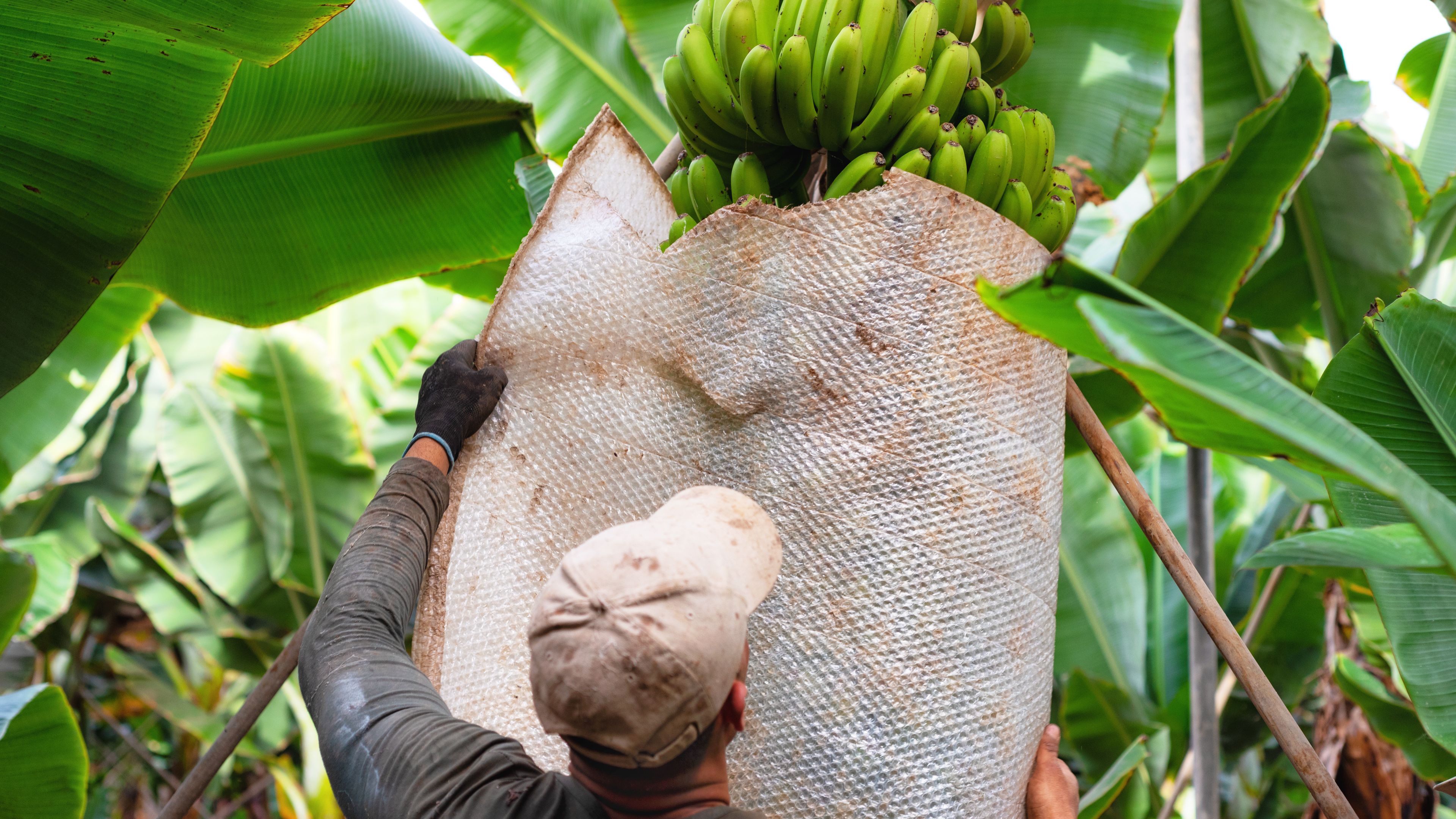 A worker is shown harvesting bananas in a plantation, using a protective covering to secure a large, green bunch of bananas. The scene is surrounded by lush green banana leaves. The person is wearing a cap and gloves for safety.