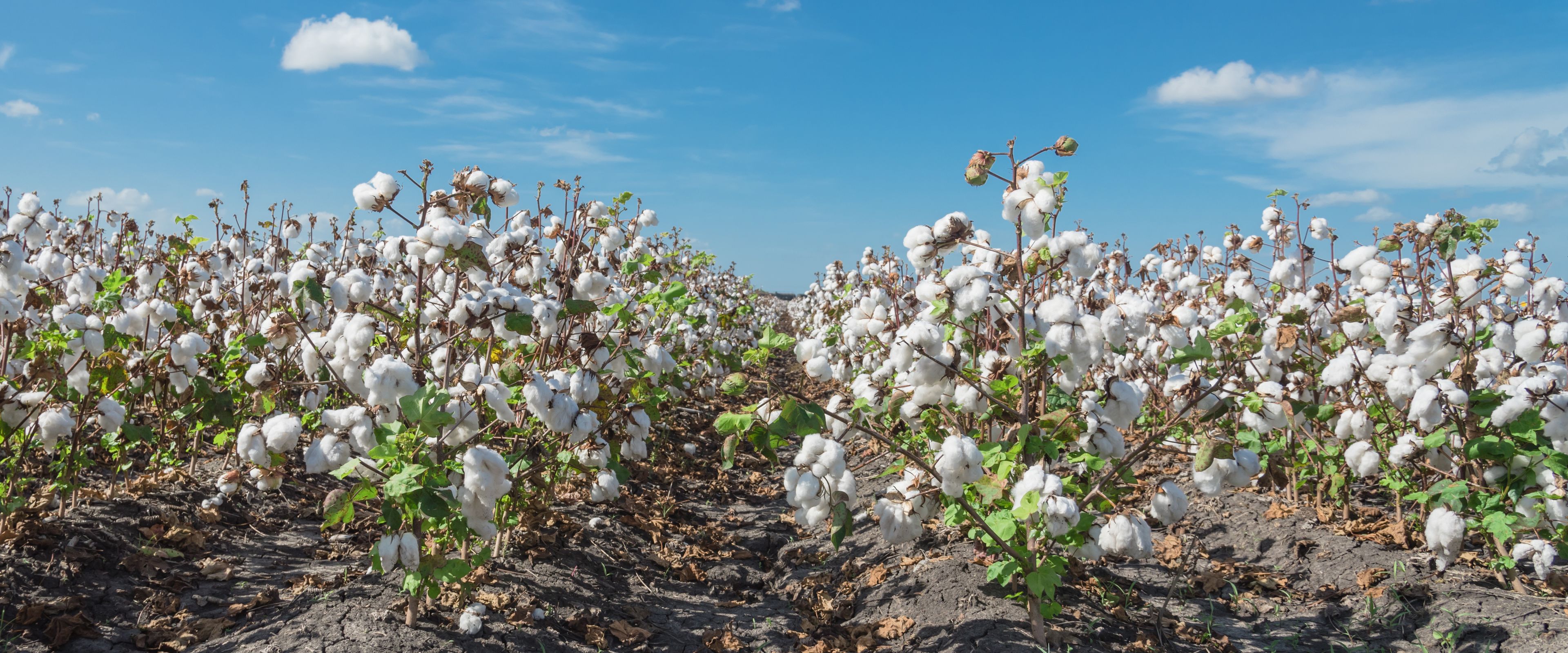 A cotton field under a clear blue sky with fluffy white clouds. Rows of cotton plants with ripe, white cotton bolls stretch into the distance. The ground is exposed soil between the plants.