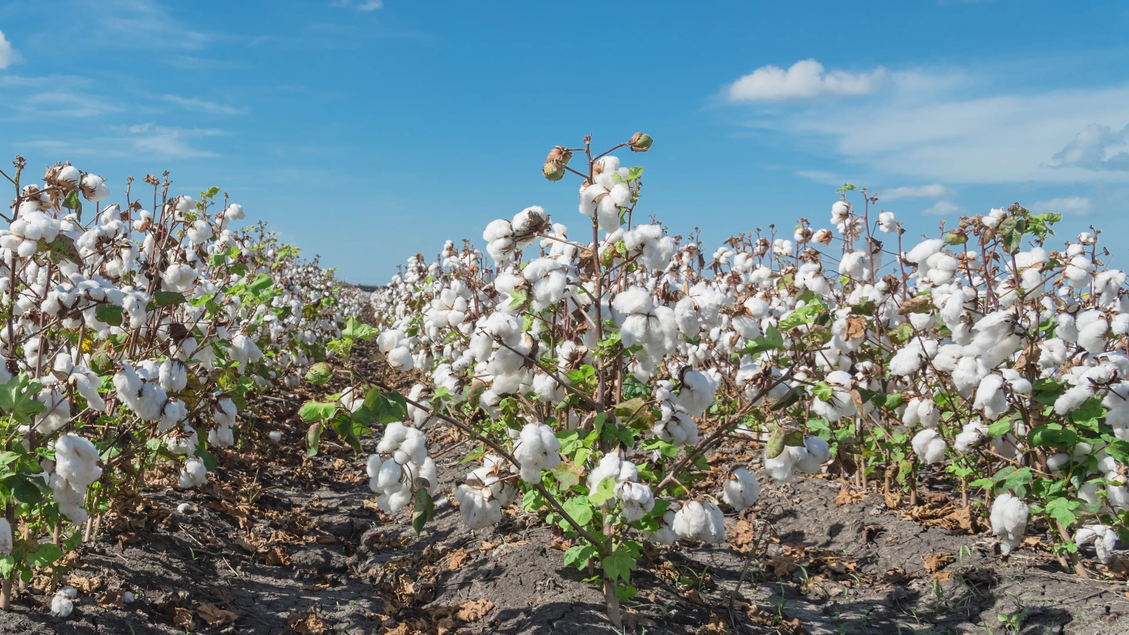 A cotton field under a clear blue sky with fluffy white clouds. Rows of cotton plants with ripe, white cotton bolls stretch into the distance. The ground is exposed soil between the plants.