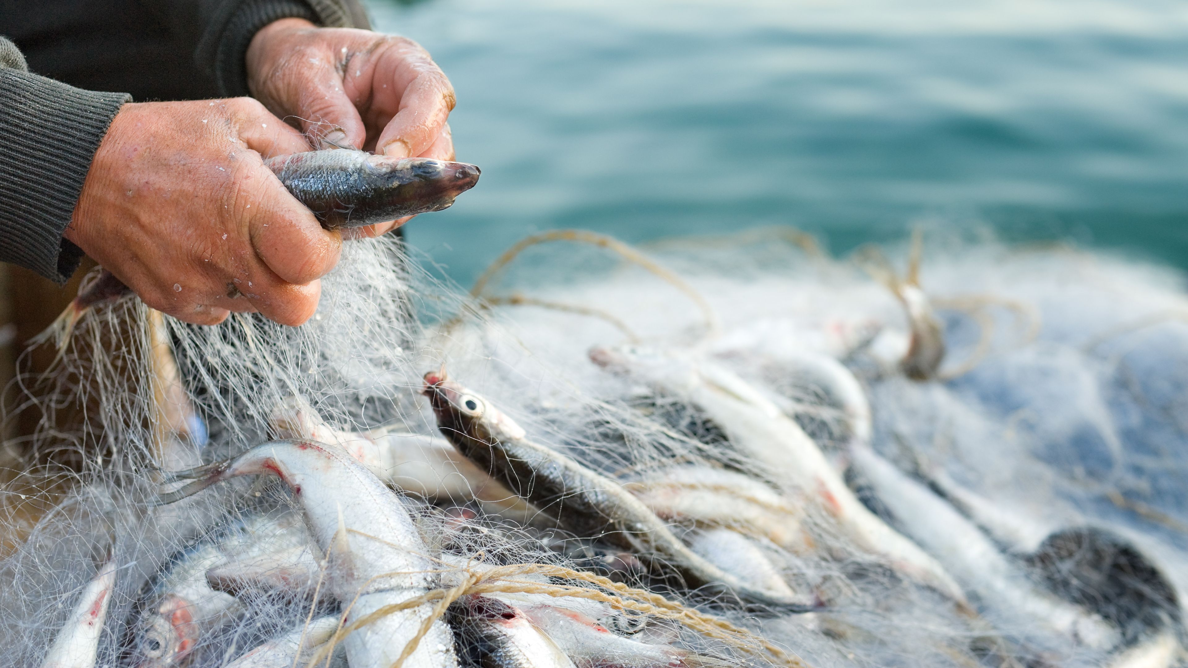 A person untangling fish from a fishing net near a body of water. The net holds several fish, and the surrounding water suggests a marine or lake environment. The hands appear to be handling the fish with care.