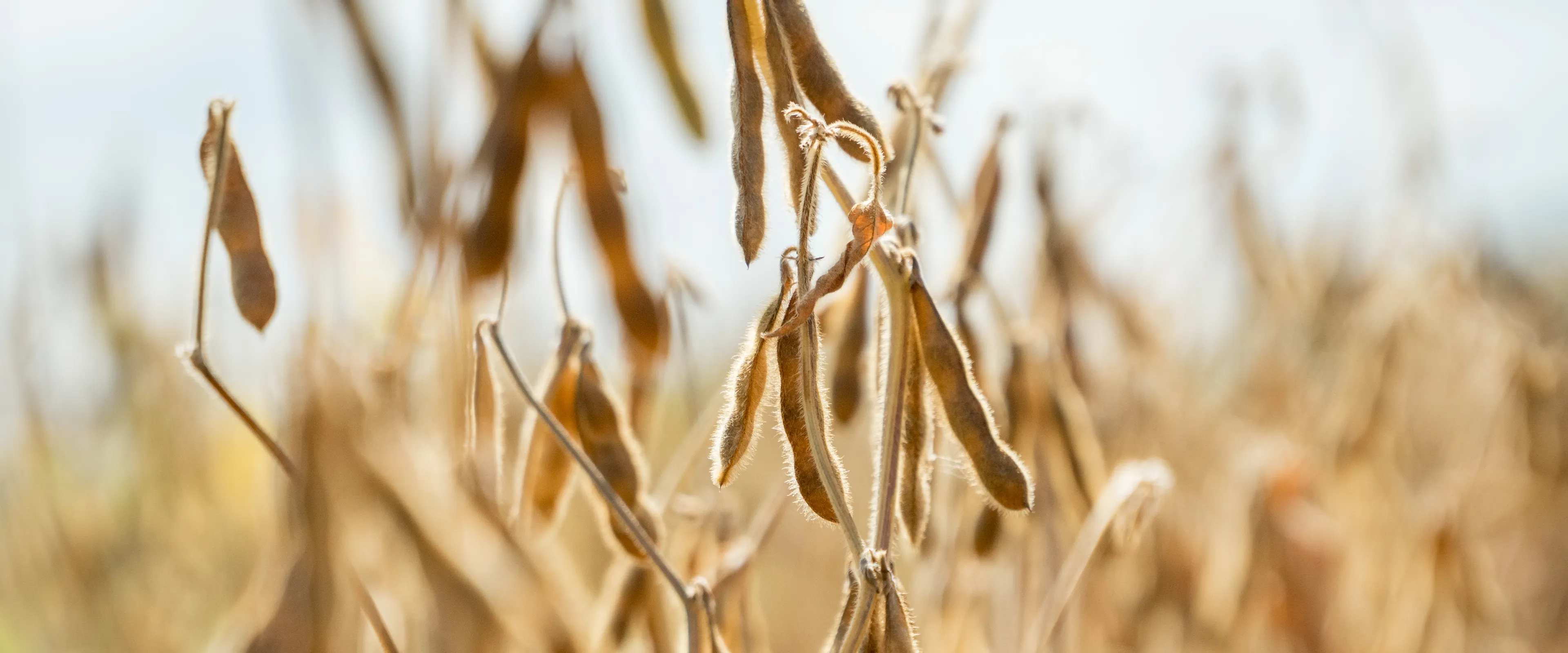 Close-up of dry soybean pods hanging on plants in a field. The golden-brown color of the plants indicates maturation or readiness for harvest. The background is slightly blurred with additional soybean plants.