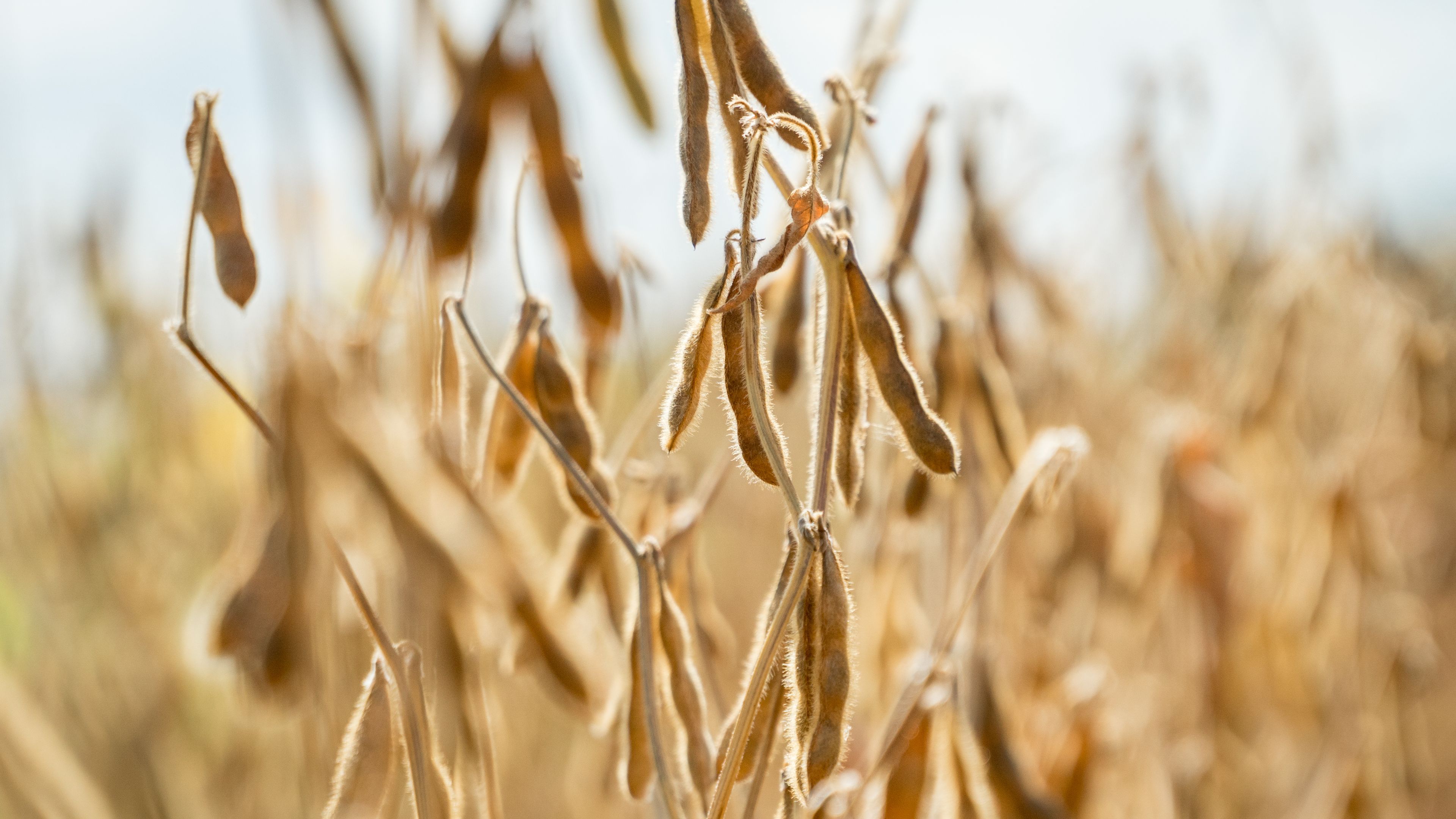 Close-up of dry soybean pods hanging on plants in a field. The golden-brown color of the plants indicates maturation or readiness for harvest. The background is slightly blurred with additional soybean plants.