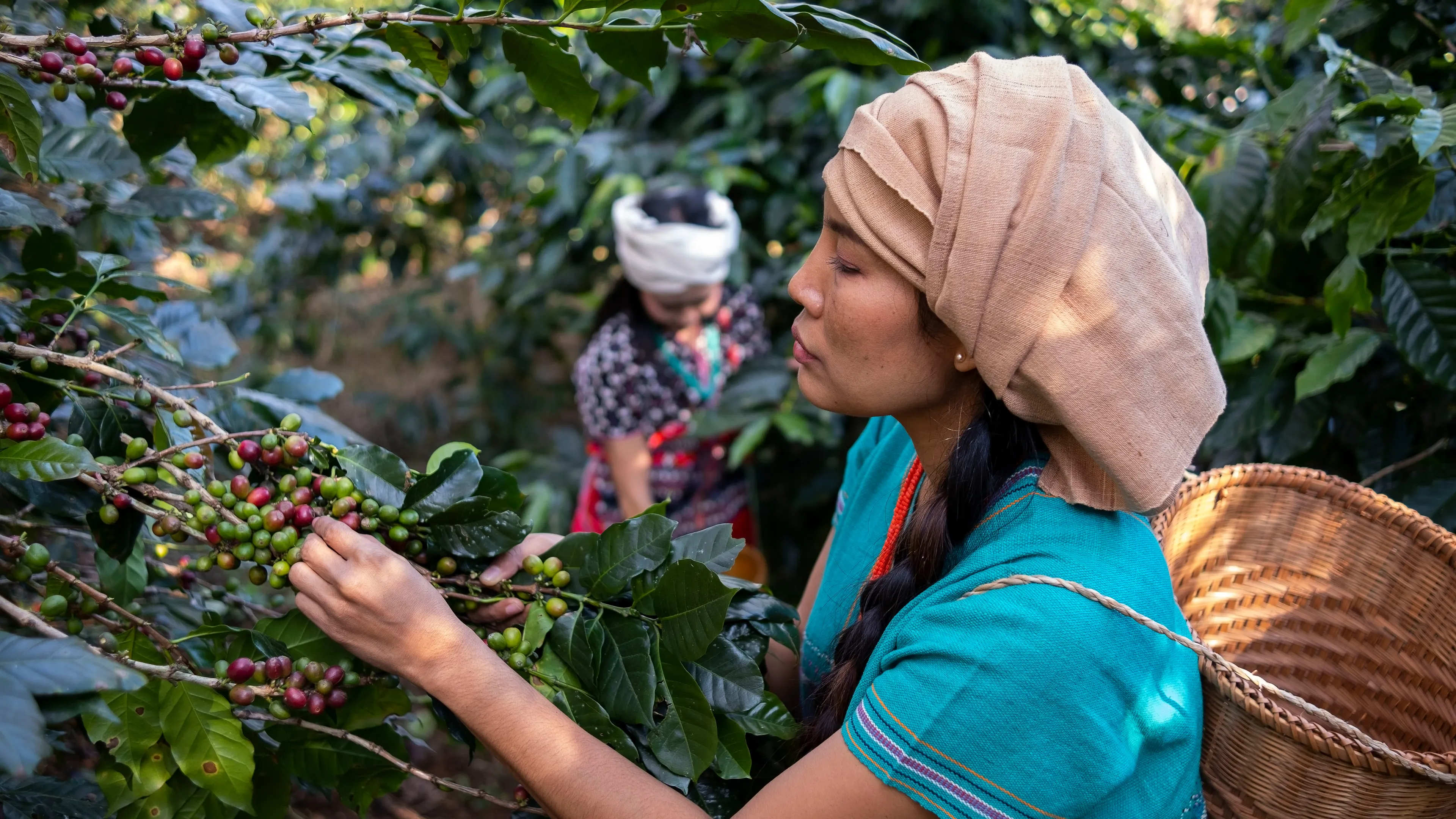 Two women are harvesting coffee cherries from a coffee plant in a plantation. The woman in the foreground, wearing a headscarf and a turquoise outfit, carries a woven basket on her back while carefully picking the cherries. The background shows another woman engaged in the same activity among the greenery.