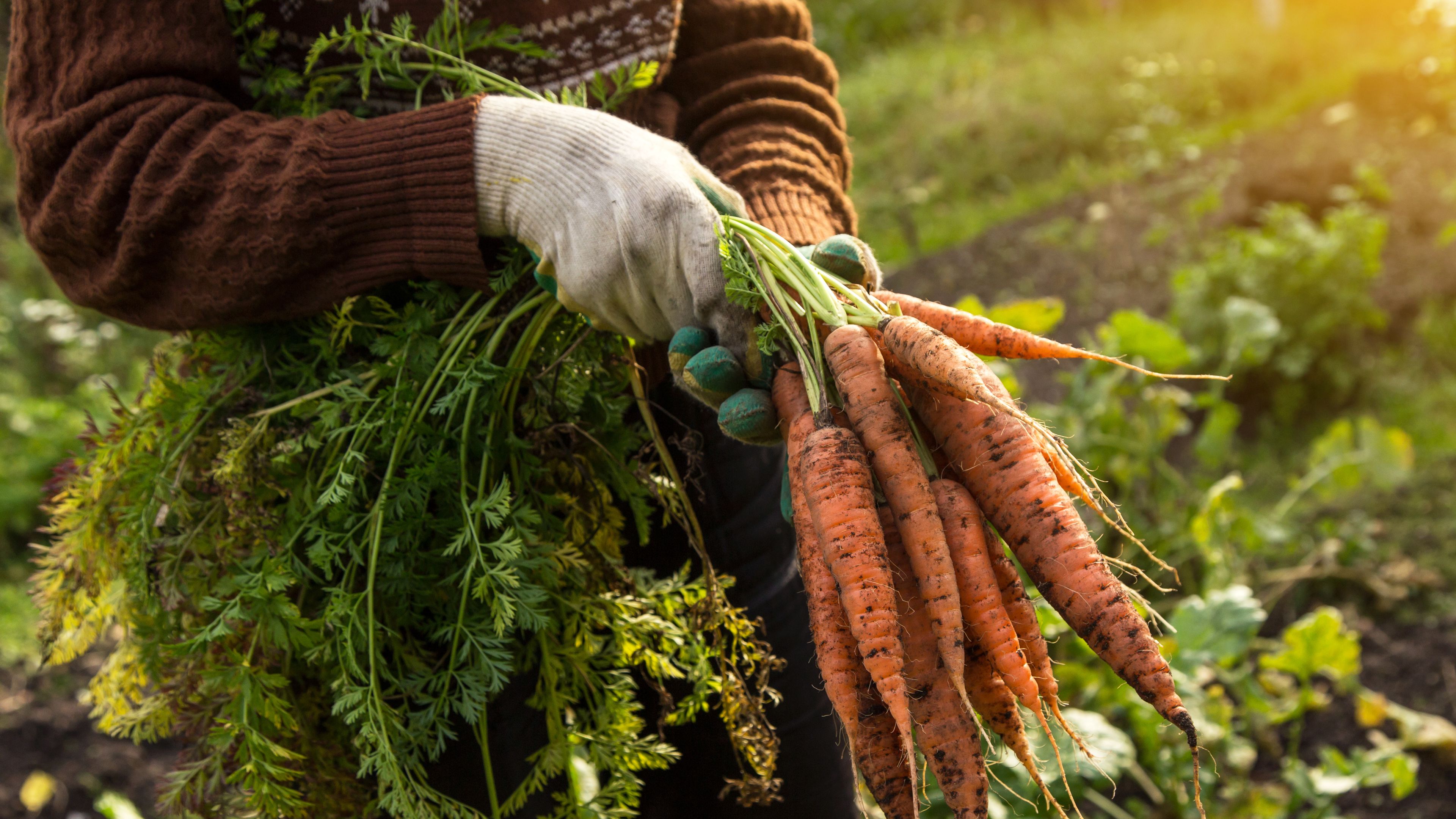 A person wearing gloves is holding freshly harvested carrots with green tops in a garden. The soil and surrounding plants are visible, indicating a lush outdoor environment. Sunlight softly illuminates the scene, creating a warm atmosphere.