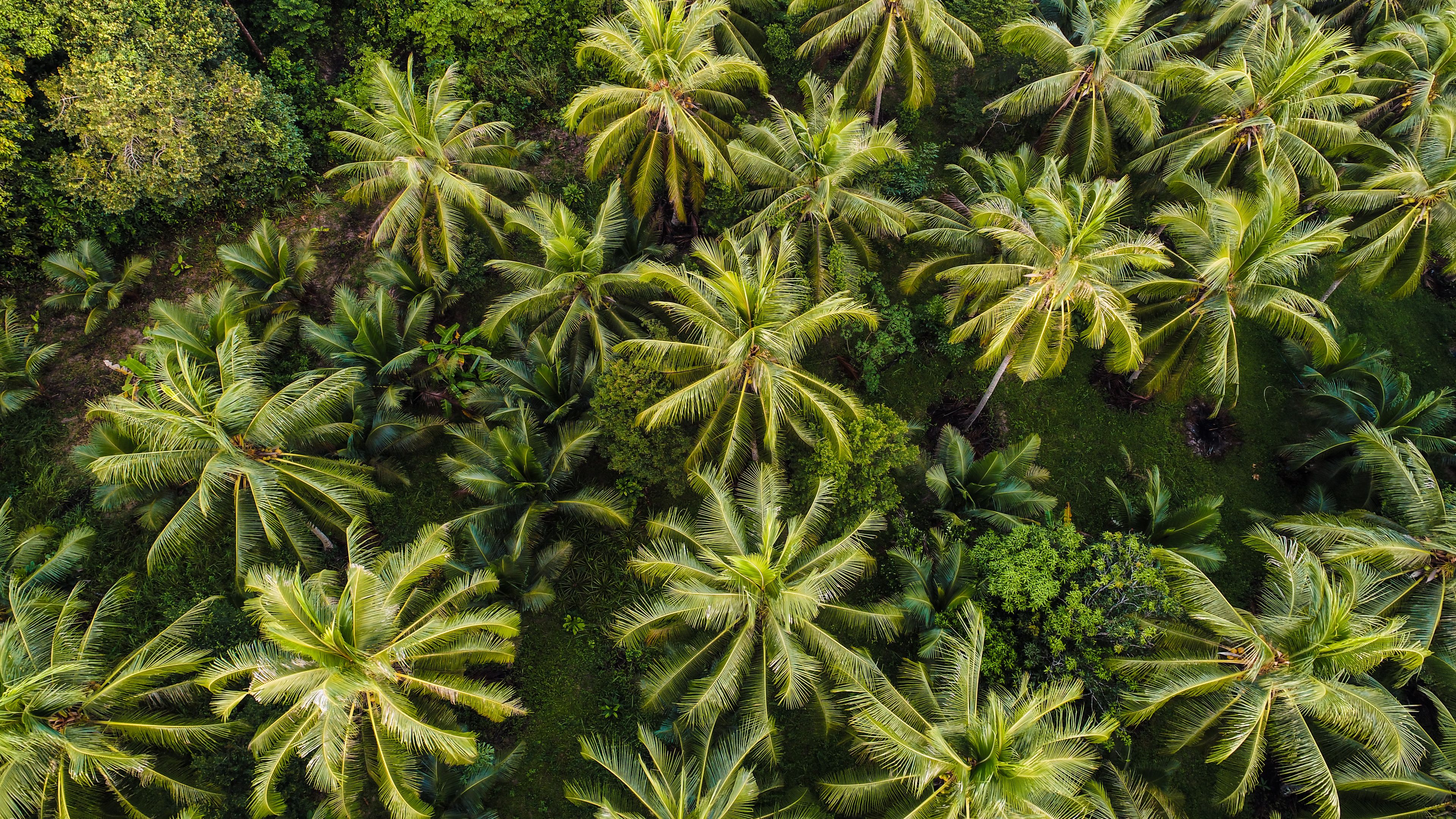 A top-down view of a lush grove of tall palm trees surrounded by dense greenery. The vibrant green foliage creates a tropical, forest-like atmosphere.