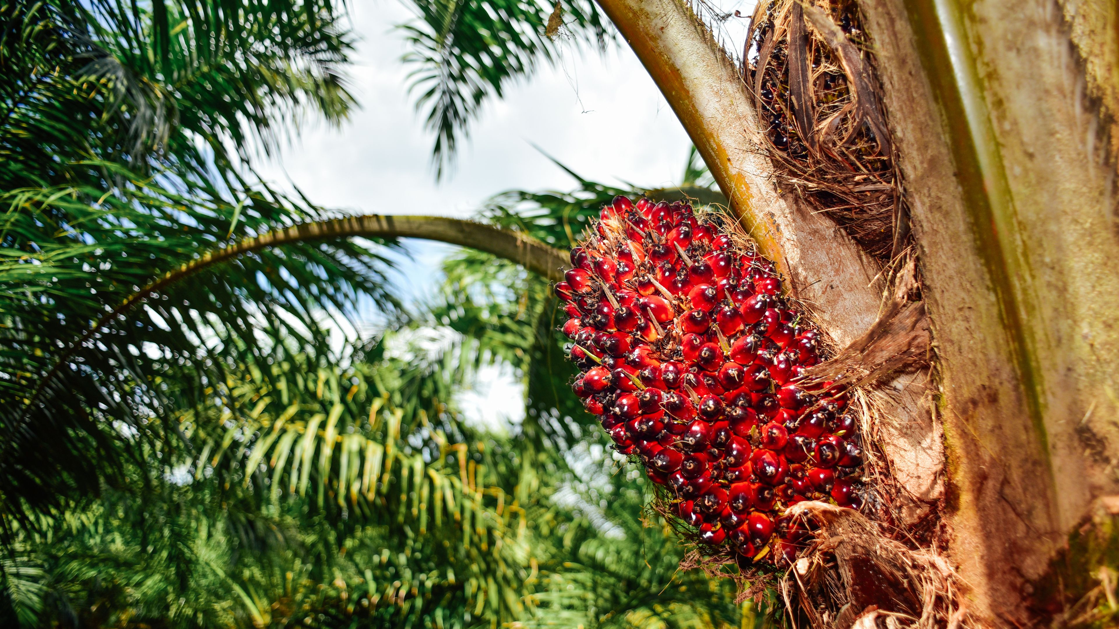 A close-up of ripe reddish-orange palm fruit clusters growing on the trunk of a palm tree. The background includes lush green fronds and a hint of sky. The image captures details of tropical vegetation.
