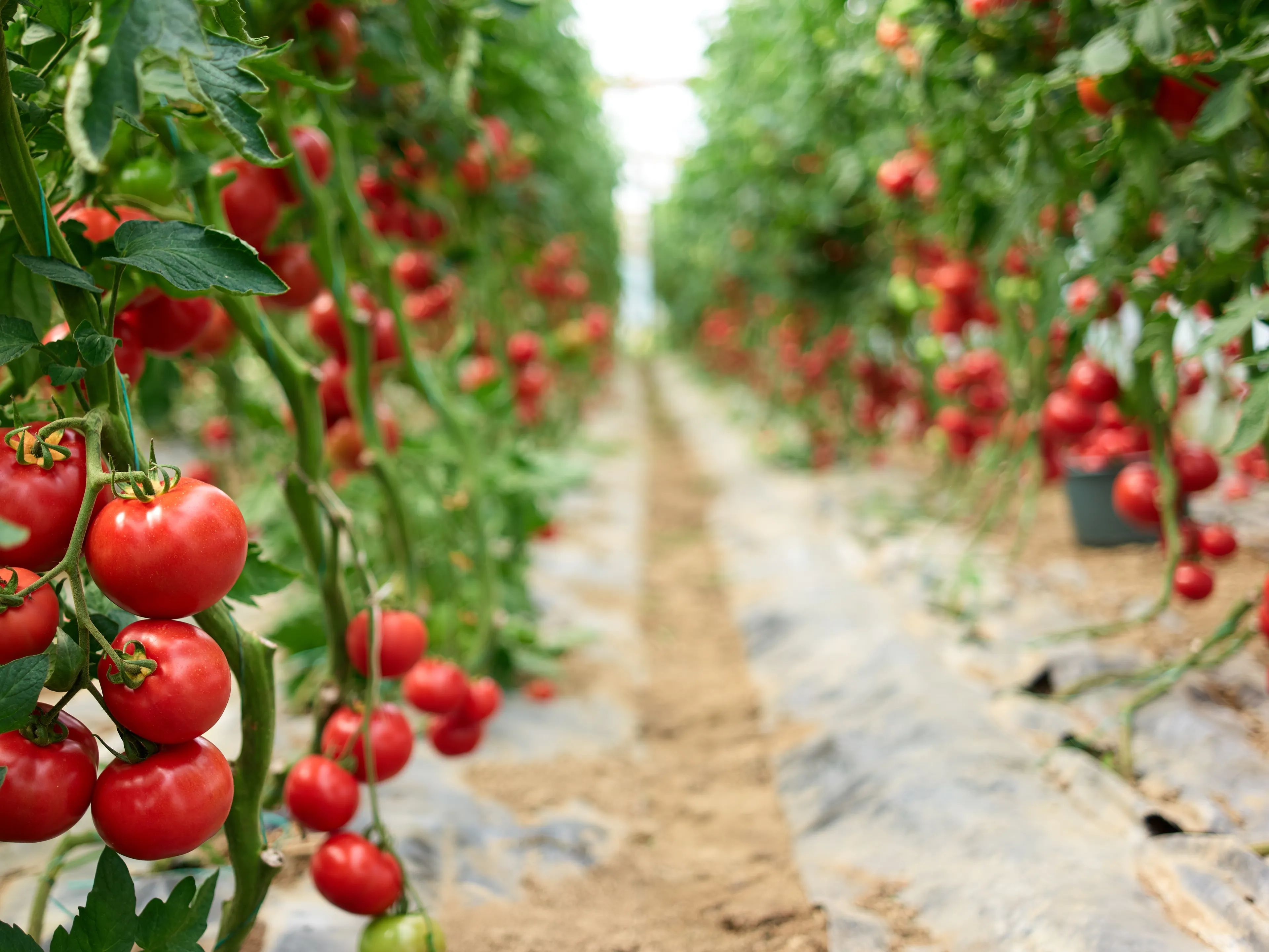 Rows of vibrant red tomatoes growing on green vines inside a greenhouse. The plants are neatly arranged with a dirt pathway between them. The scene showcases a healthy and abundant tomato crop.