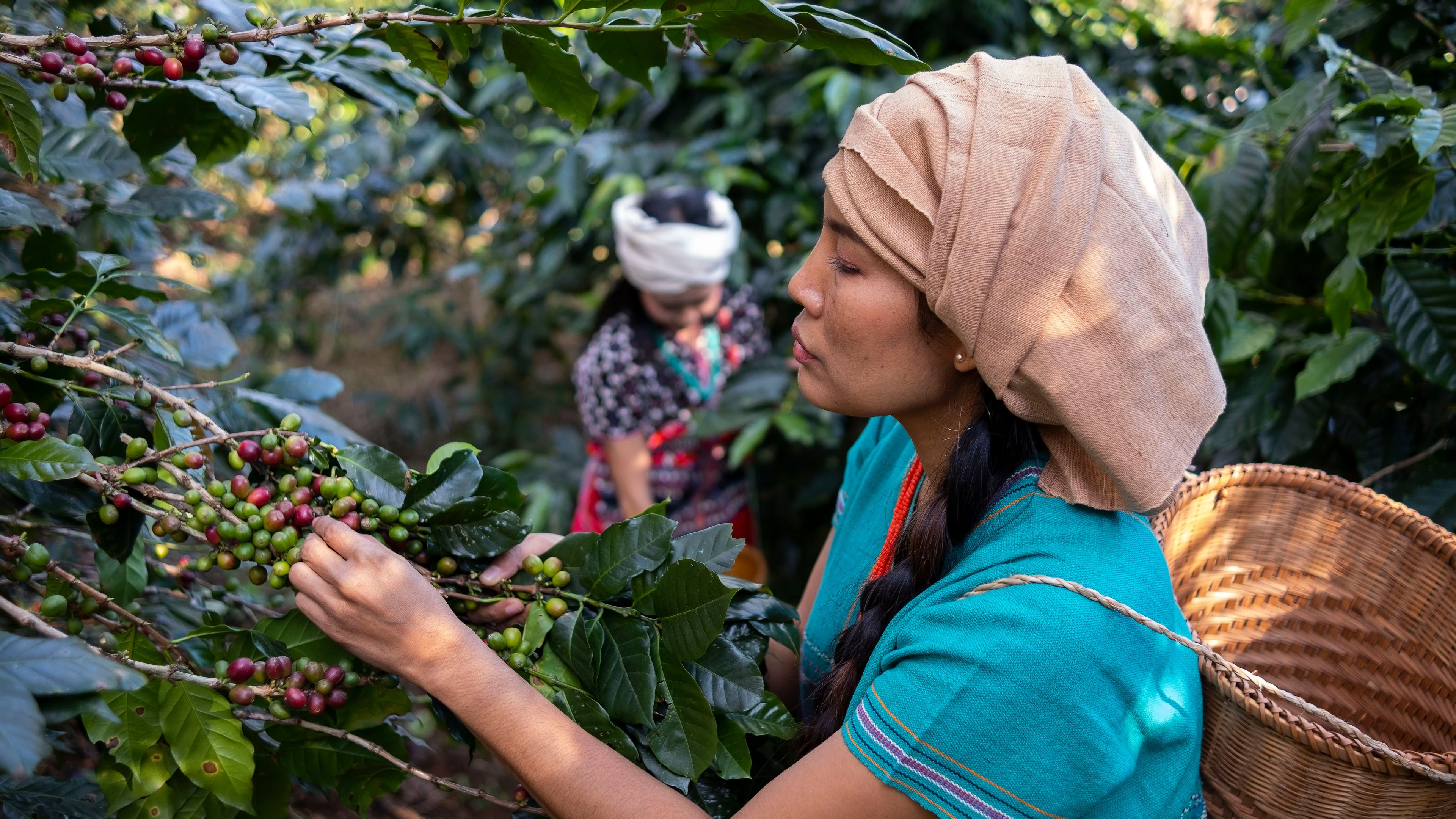 A woman wearing a woven hat and traditional attire harvests red and green coffee cherries from a coffee plant. She carries a wicker basket on her back. Another individual is visible in the background among the coffee plants.