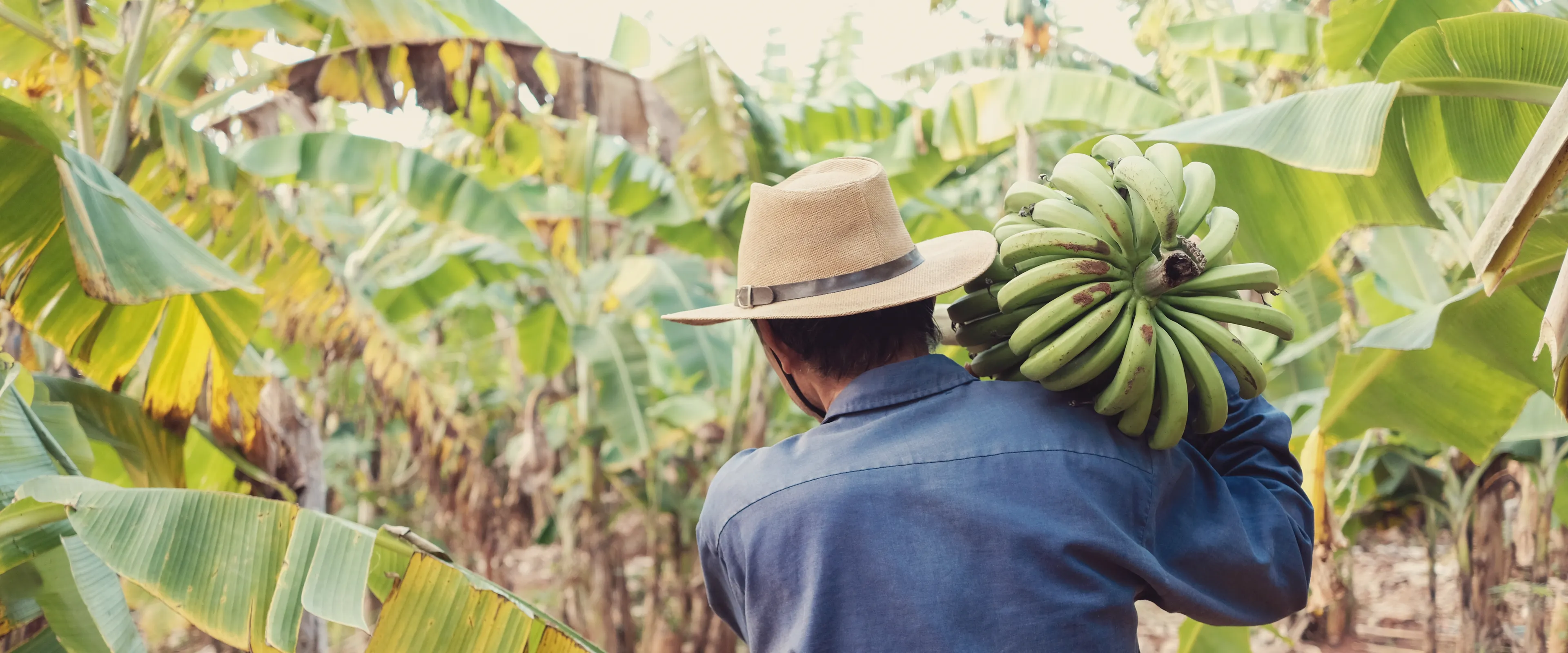 A person wearing a straw hat and denim shirt carries a large bunch of green bananas on their shoulder. They are walking through a tropical banana plantation surrounded by banana trees. The ground is covered with fallen leaves and plant debris.