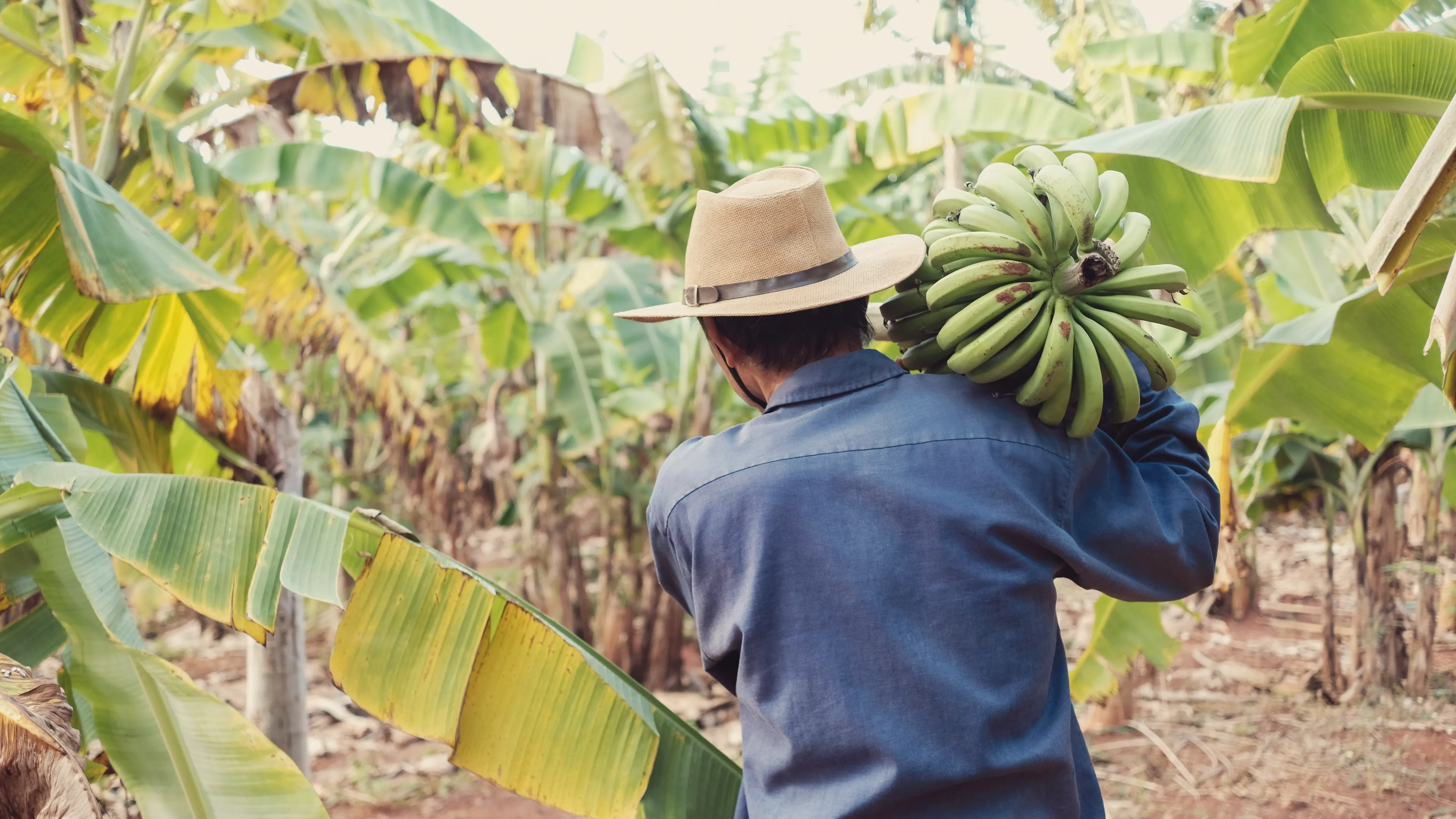A person wearing a straw hat and denim shirt carries a large bunch of green bananas on their shoulder. They are walking through a tropical banana plantation surrounded by banana trees. The ground is covered with fallen leaves and plant debris.