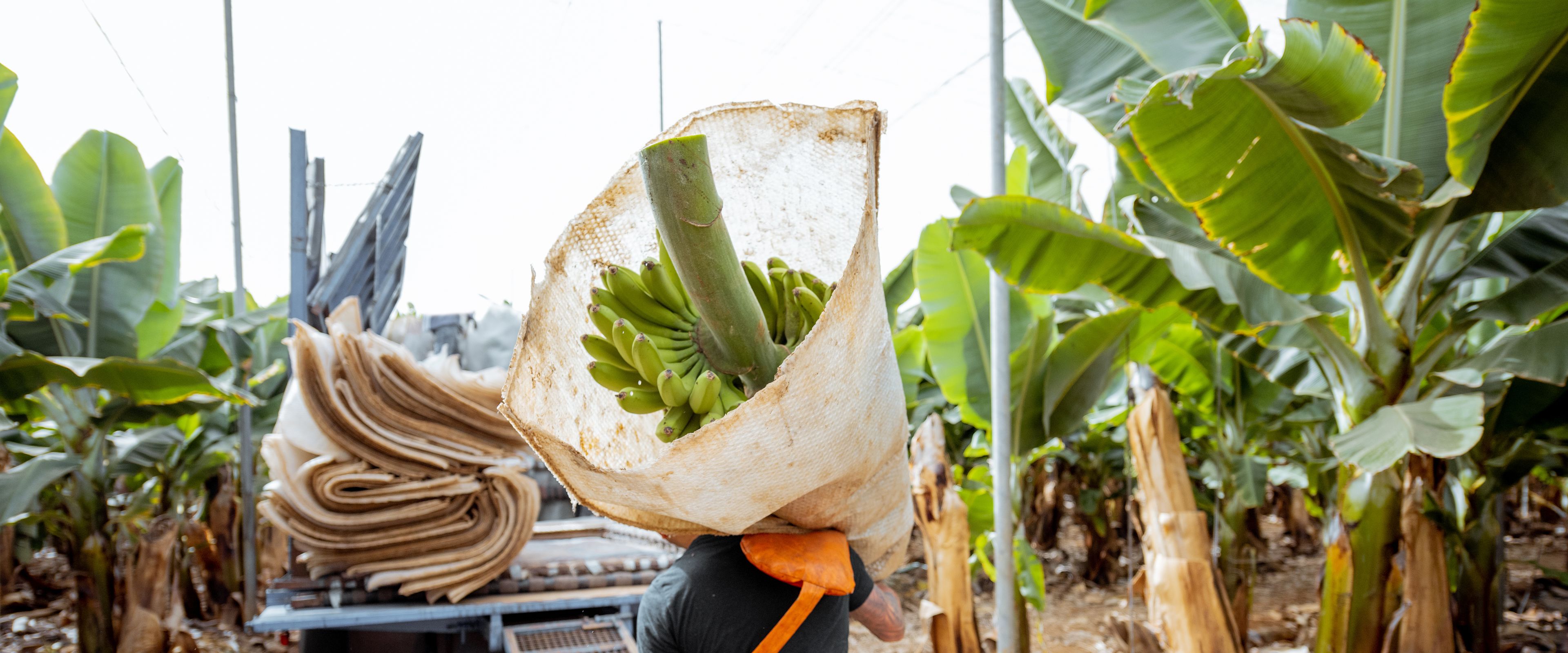 A worker carries a large bunch of bananas wrapped in a sack on their shoulder, heading towards a truck with a ramp. The scene is set in a banana plantation with rows of banana plants on both sides. The truck appears to be used for transporting the harvested bananas.
