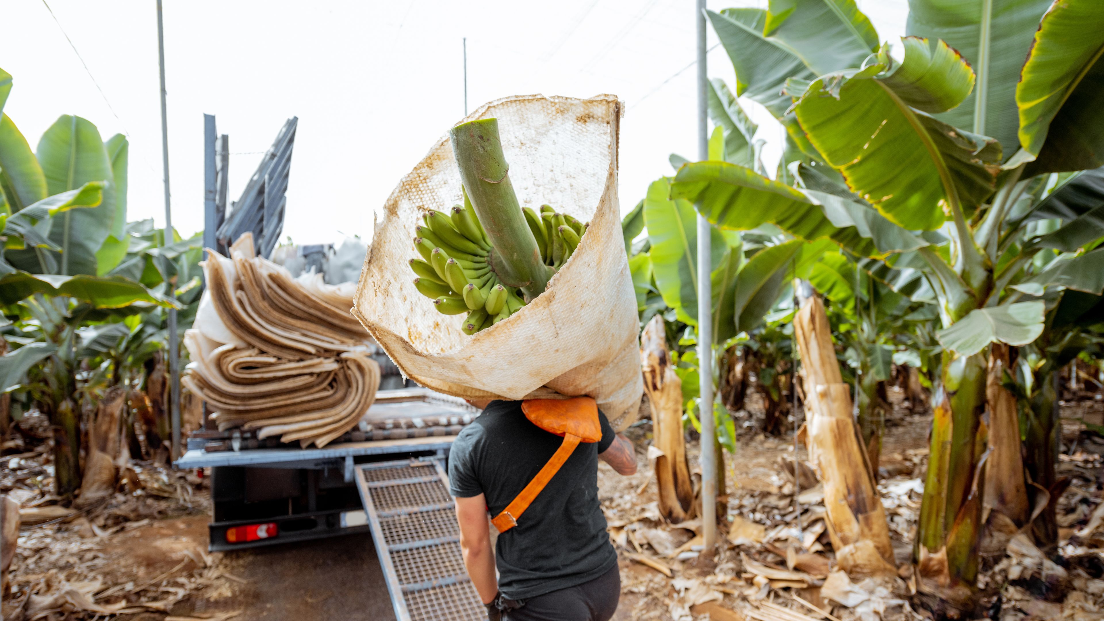 A worker carries a large bunch of bananas wrapped in a sack on their shoulder, heading towards a truck with a ramp. The scene is set in a banana plantation with rows of banana plants on both sides. The truck appears to be used for transporting the harvested bananas.