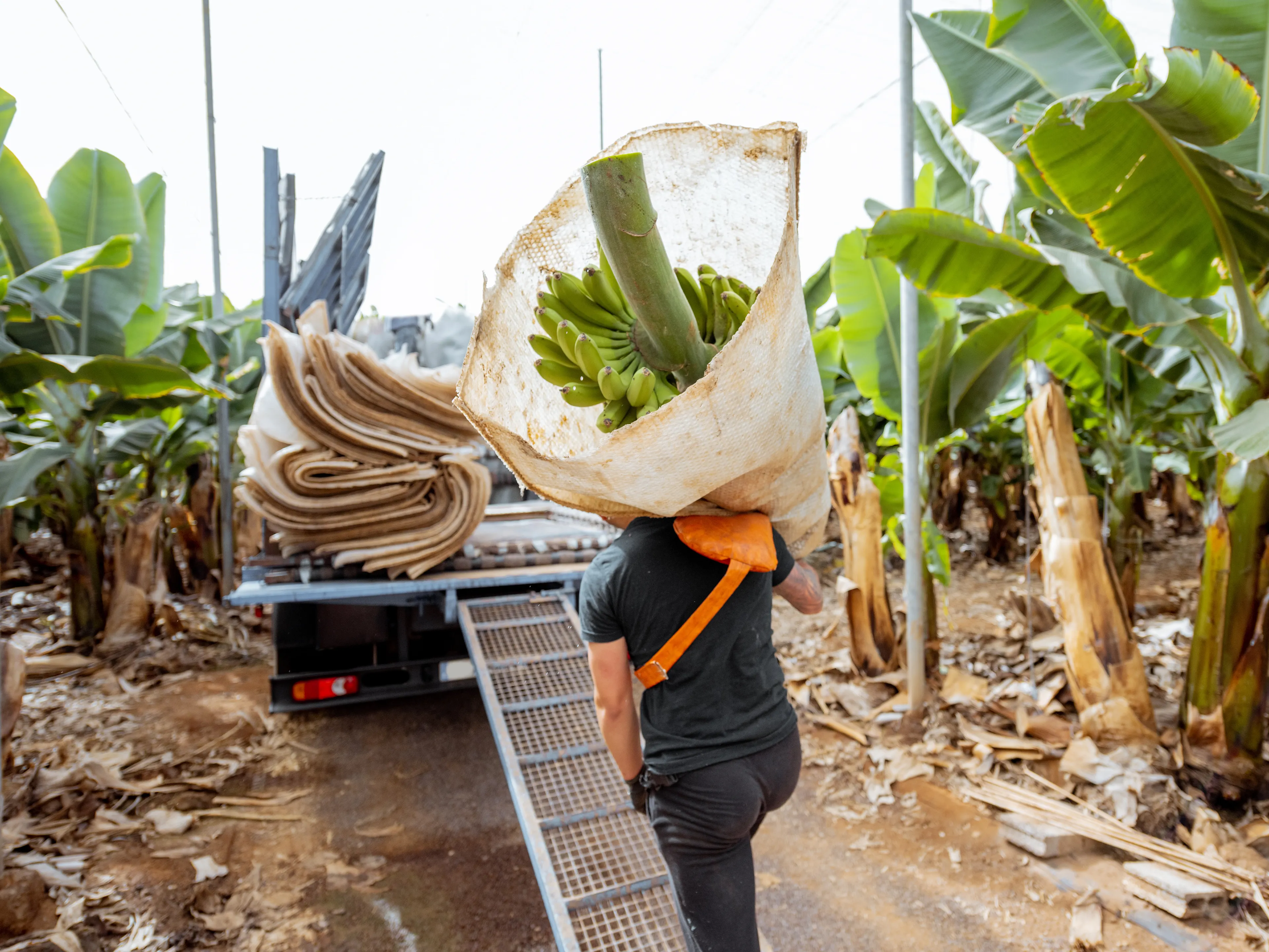 A worker carries a large bunch of bananas wrapped in a sack on their shoulder, heading towards a truck with a ramp. The scene is set in a banana plantation with rows of banana plants on both sides. The truck appears to be used for transporting the harvested bananas.