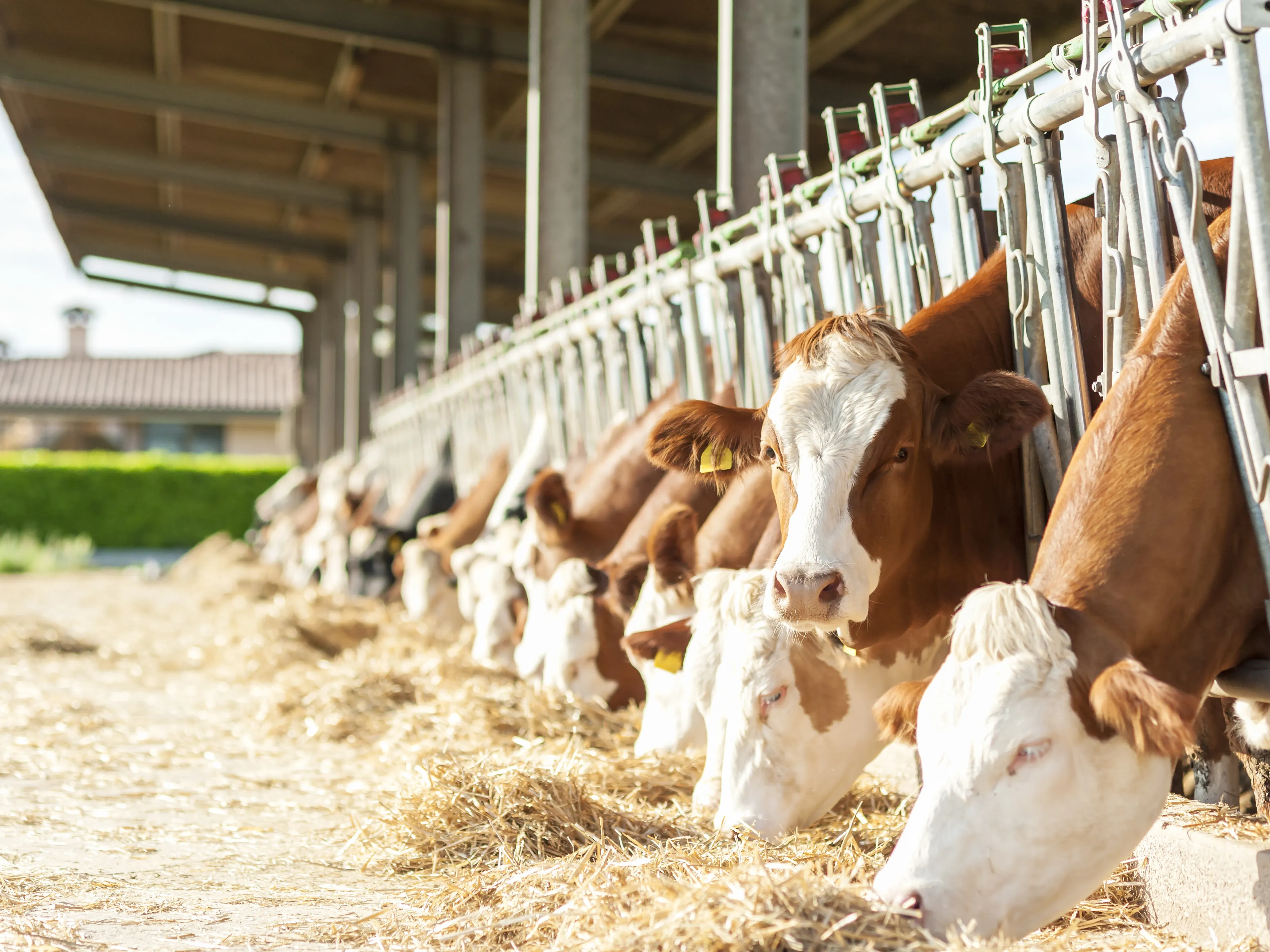 Cows with white and brown markings are eating hay from feeding troughs in an open-sided barn. The barn has a roof, and a green field is visible in the background.