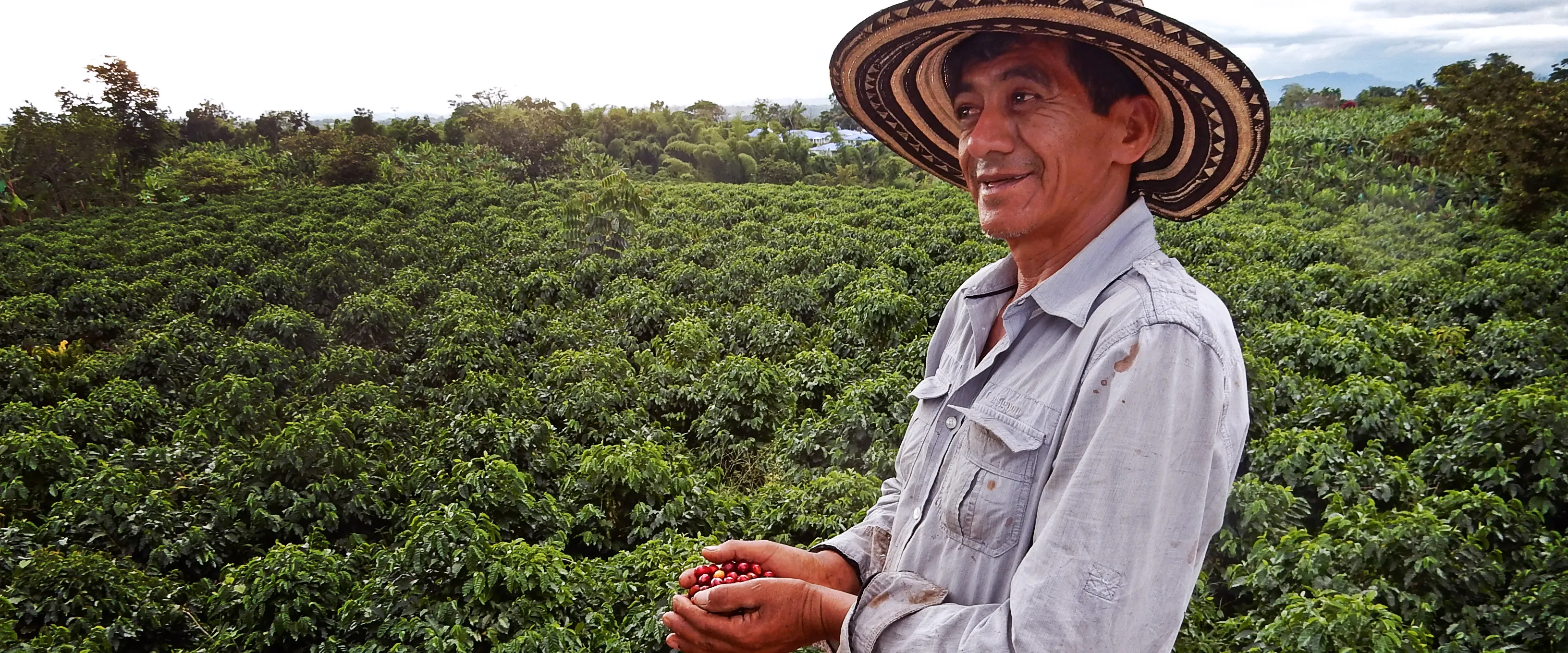 A farmer wearing a traditional wide-brimmed hat stands in a lush coffee plantation, holding bright red coffee cherries in his hands. A yellow container filled with cherries is strapped to his waist. The landscape extends with dense coffee plants under a partly cloudy sky.