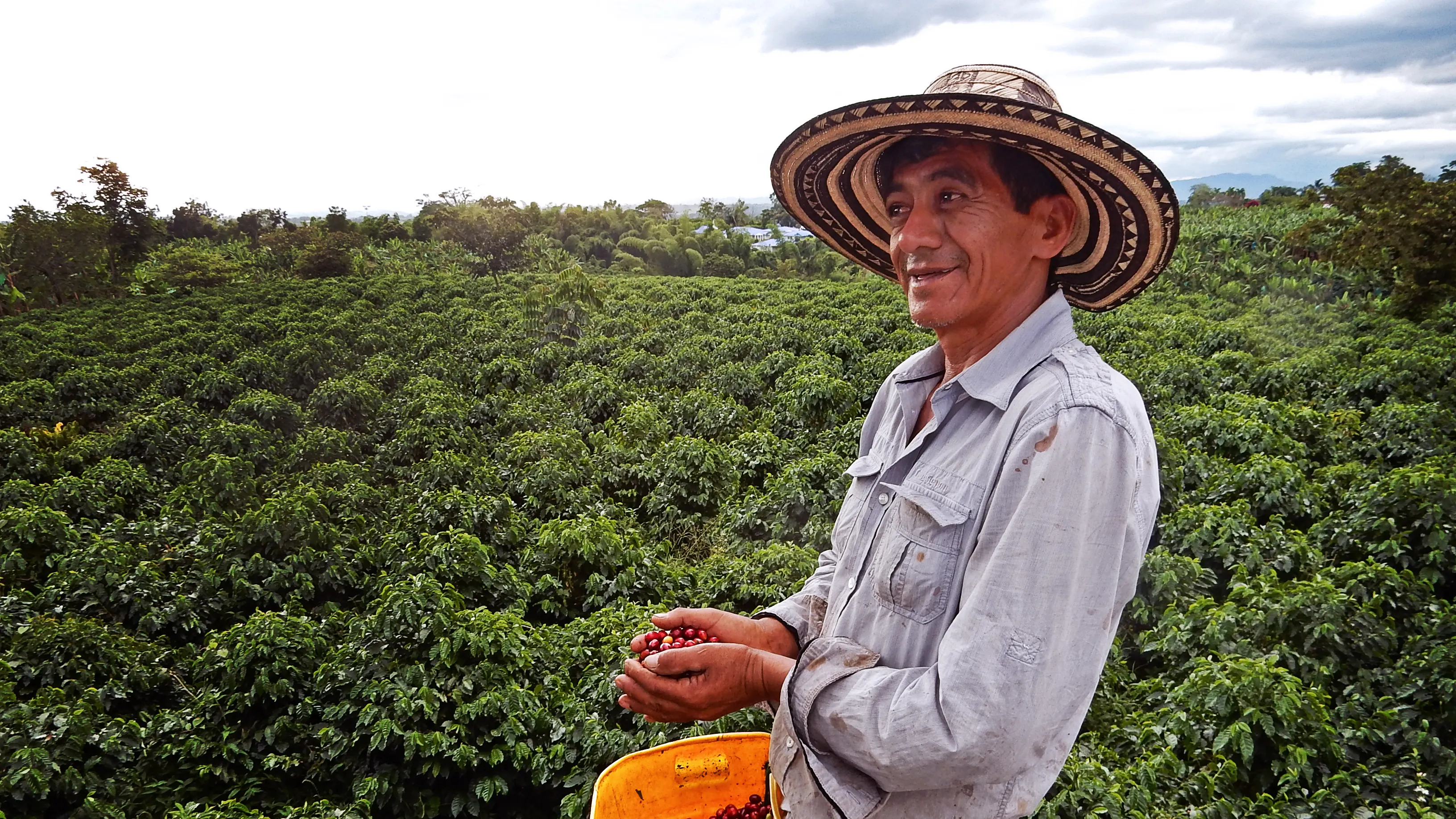 A farmer wearing a traditional wide-brimmed hat stands in a lush coffee plantation, holding bright red coffee cherries in his hands. A yellow container filled with cherries is strapped to his waist. The landscape extends with dense coffee plants under a partly cloudy sky.