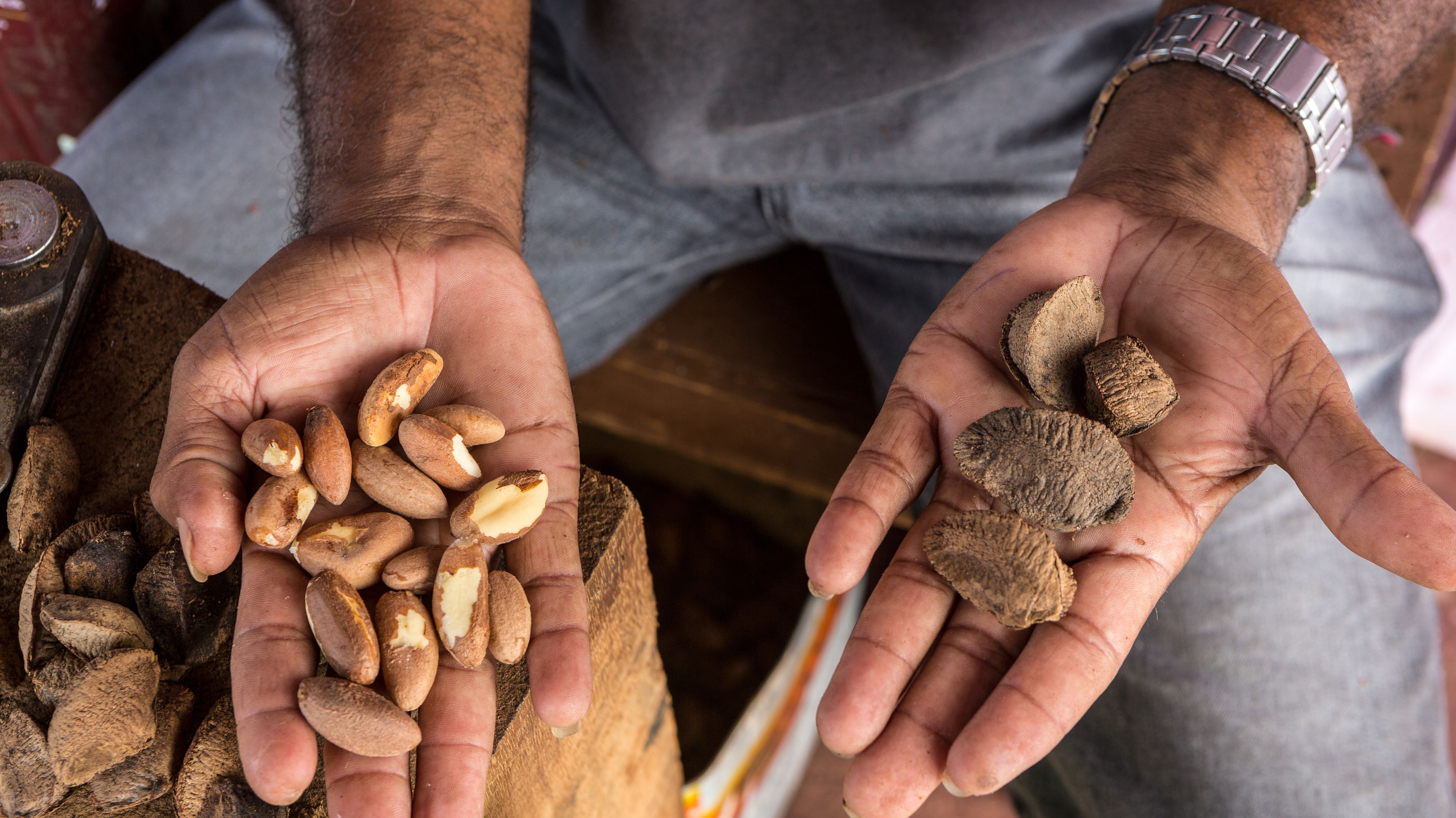 A person holds open palms displaying Brazil nuts in one hand and their hard shells in the other. The background includes a wooden surface and a partially visible green container. The image showcases the contrast between the nuts and their outer shells.