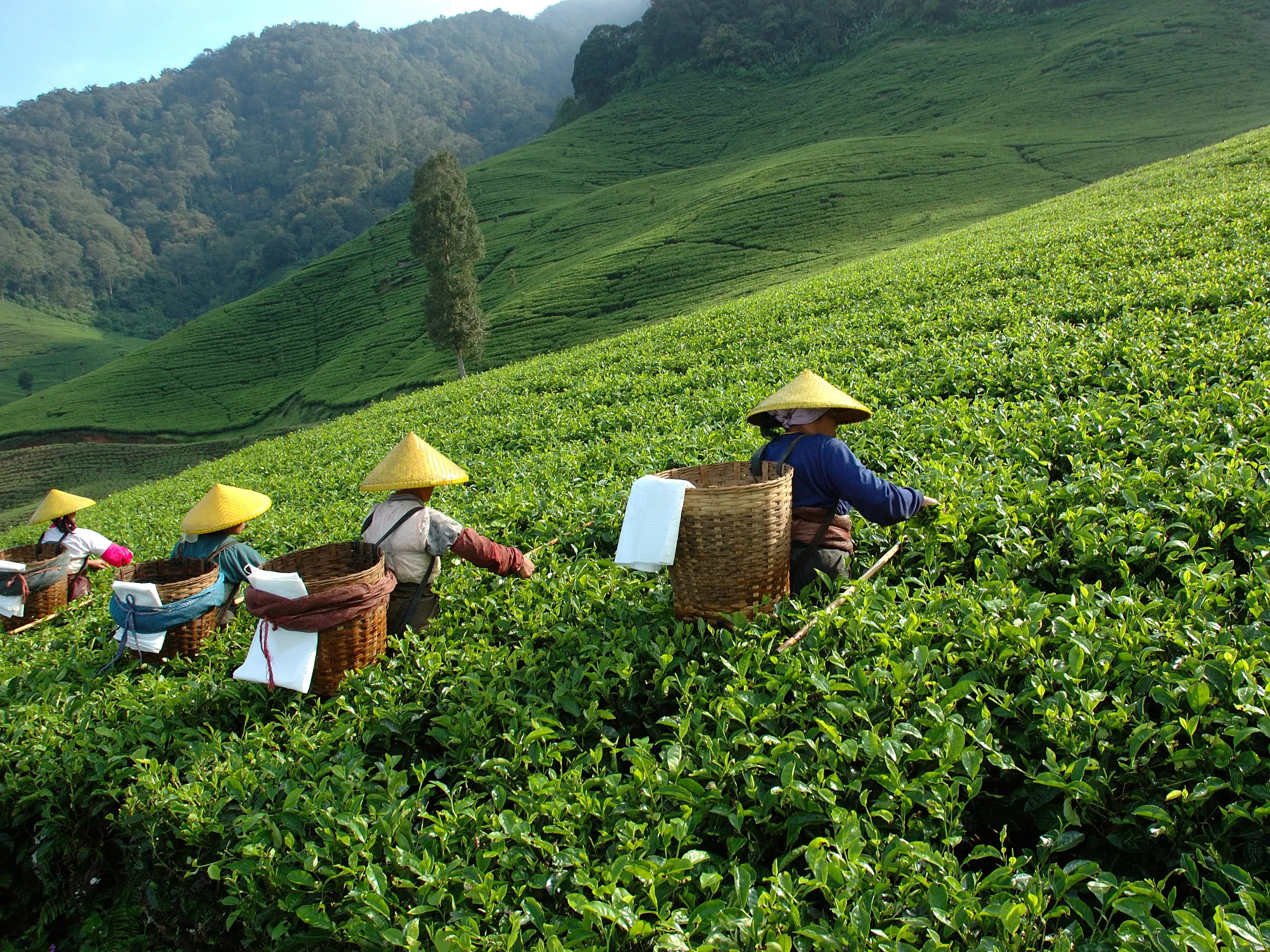 Several workers wearing traditional conical hats are harvesting crops in a lush green tea plantation on a sloped hillside. Each person carries a large woven basket on their back to collect the tea leaves. The background shows rolling green hills and trees under a clear sky.