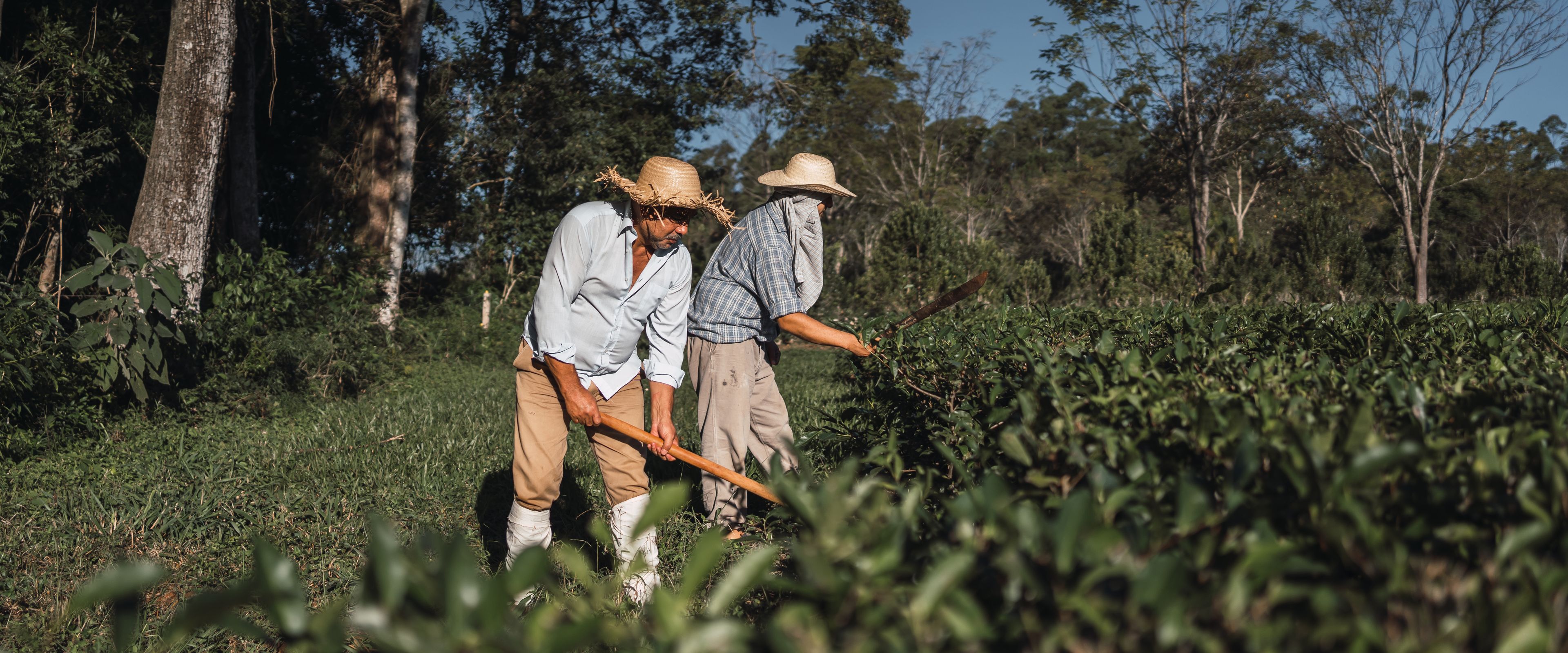 Two farmers wearing straw hats and light clothing are manually working in a lush green field under a clear blue sky. Tall trees line the background, indicating a rural setting. The farmers appear to be using tools to tend to the crops.