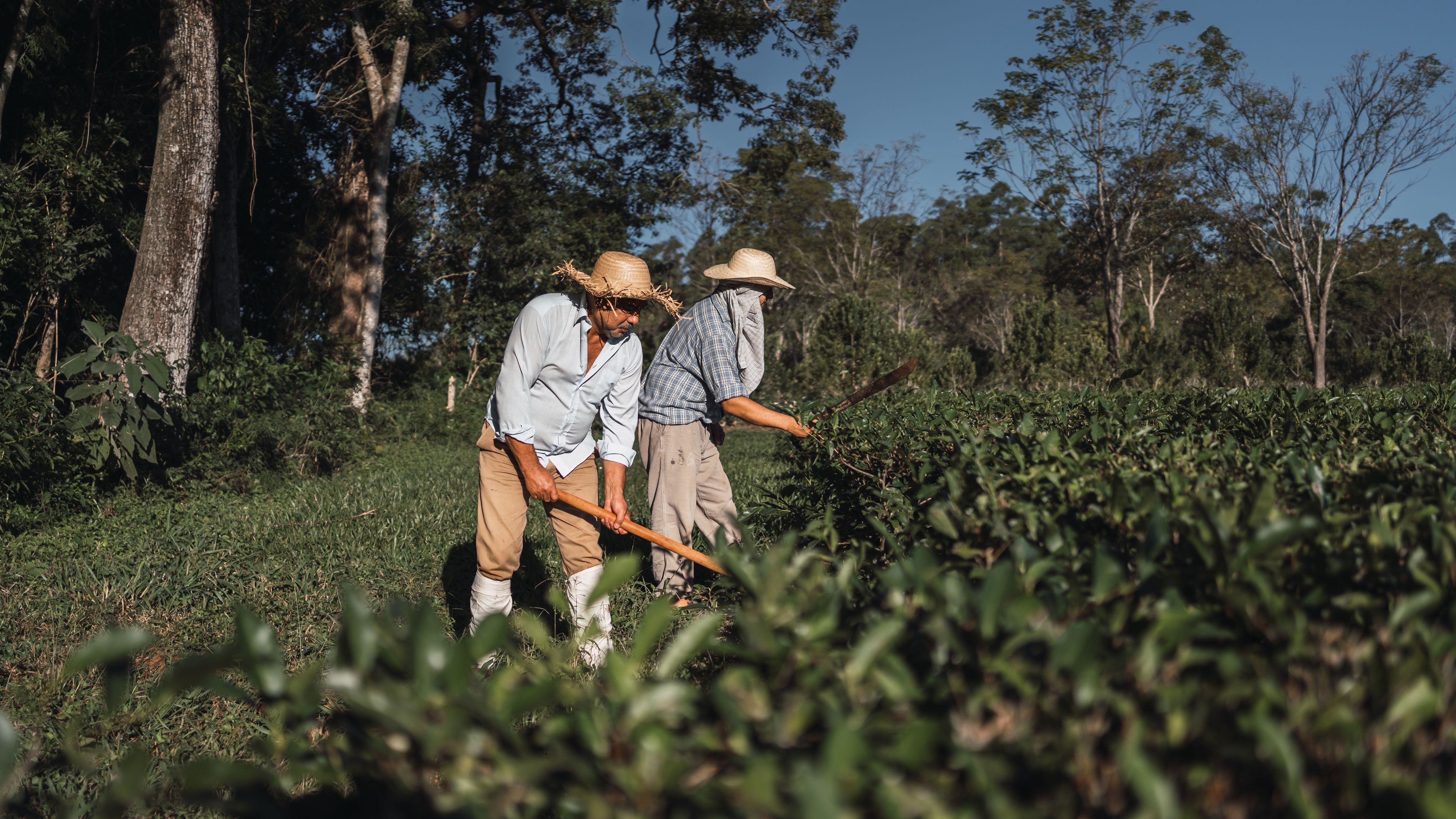 Two farmers wearing straw hats and light clothing are manually working in a lush green field under a clear blue sky. Tall trees line the background, indicating a rural setting. The farmers appear to be using tools to tend to the crops.