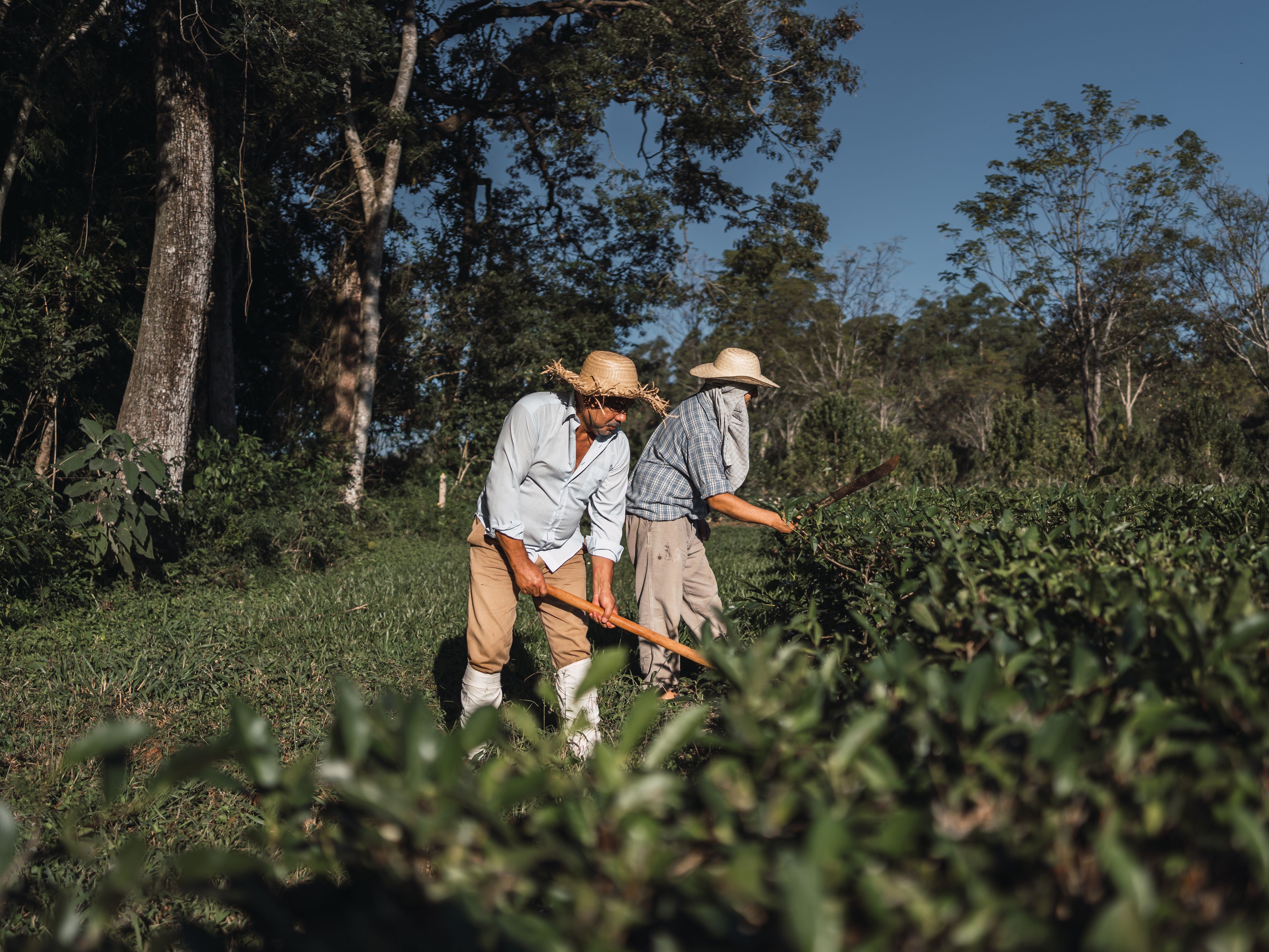 Two farmers wearing straw hats and light clothing are manually working in a lush green field under a clear blue sky. Tall trees line the background, indicating a rural setting. The farmers appear to be using tools to tend to the crops.