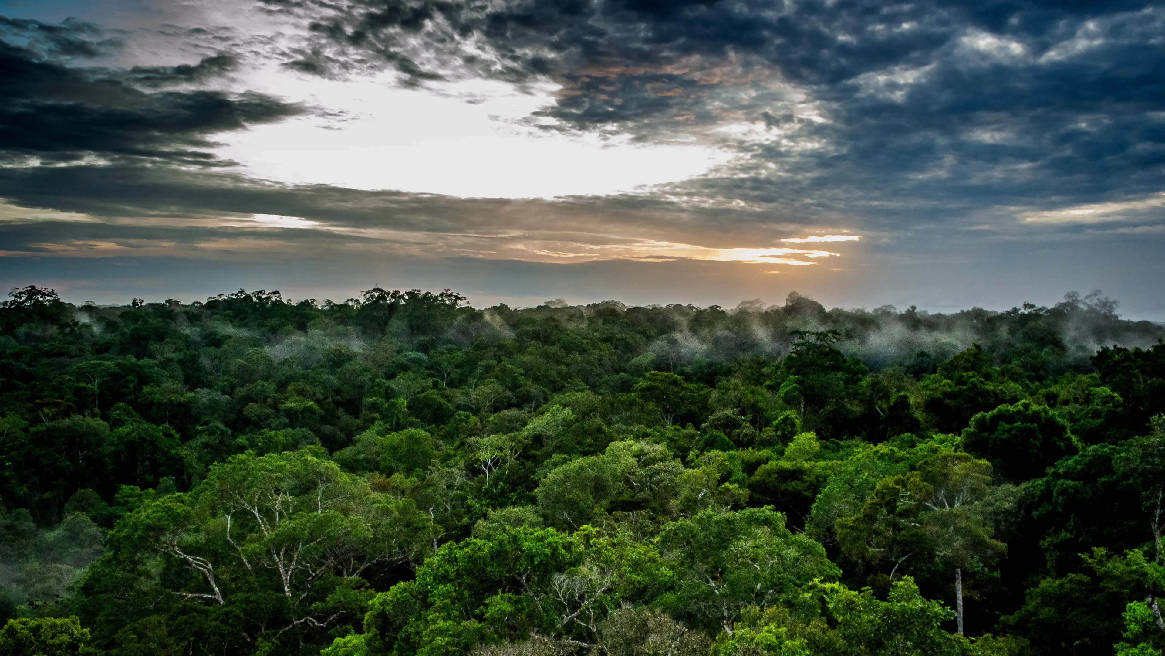 Aerial view of a lush, green forest with dense tree canopy under a dramatic cloudy sky. The sun is rising or setting on the horizon, casting a warm glow. Light mist floats gently over the treetops, adding a mystical ambiance.