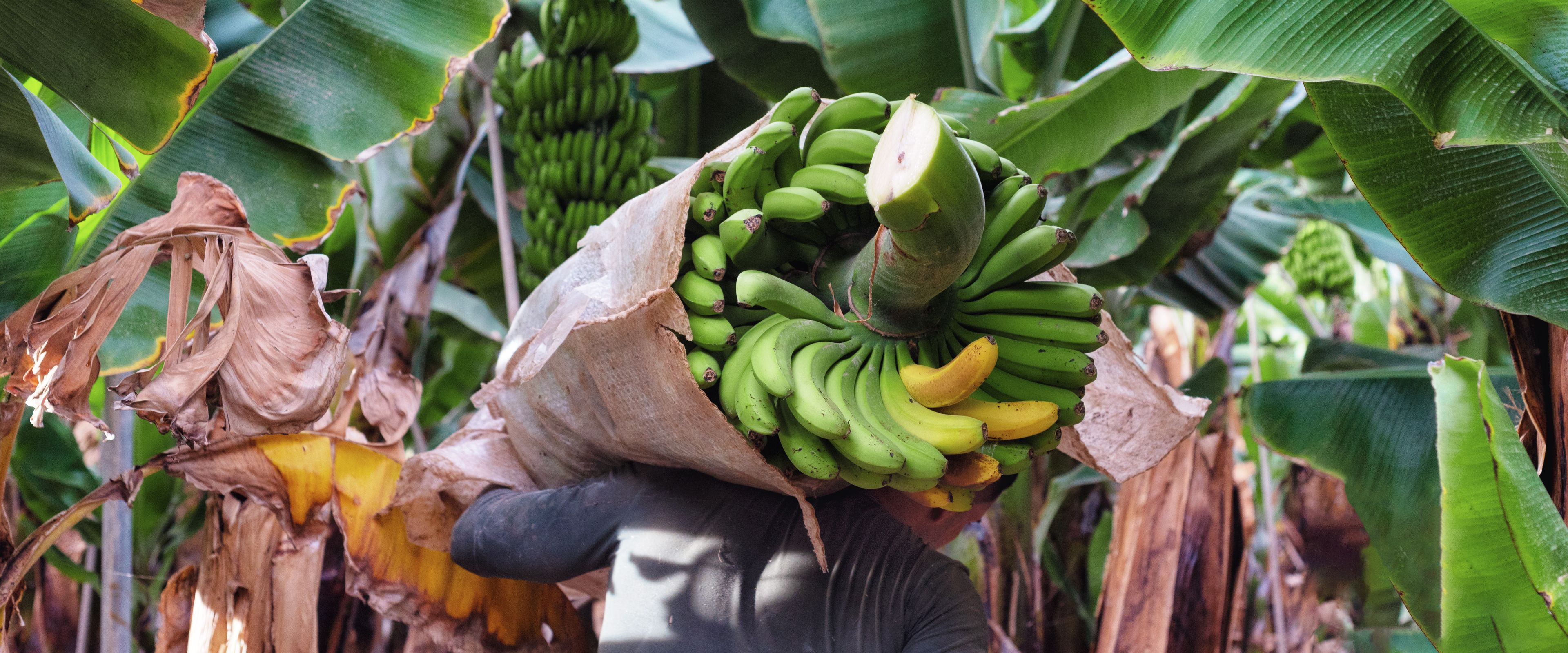 A person is carrying a large bundle of green bananas on their back, wrapped in a protective covering. They are surrounded by lush banana plants with large green leaves. The scene takes place in what appears to be a banana plantation.