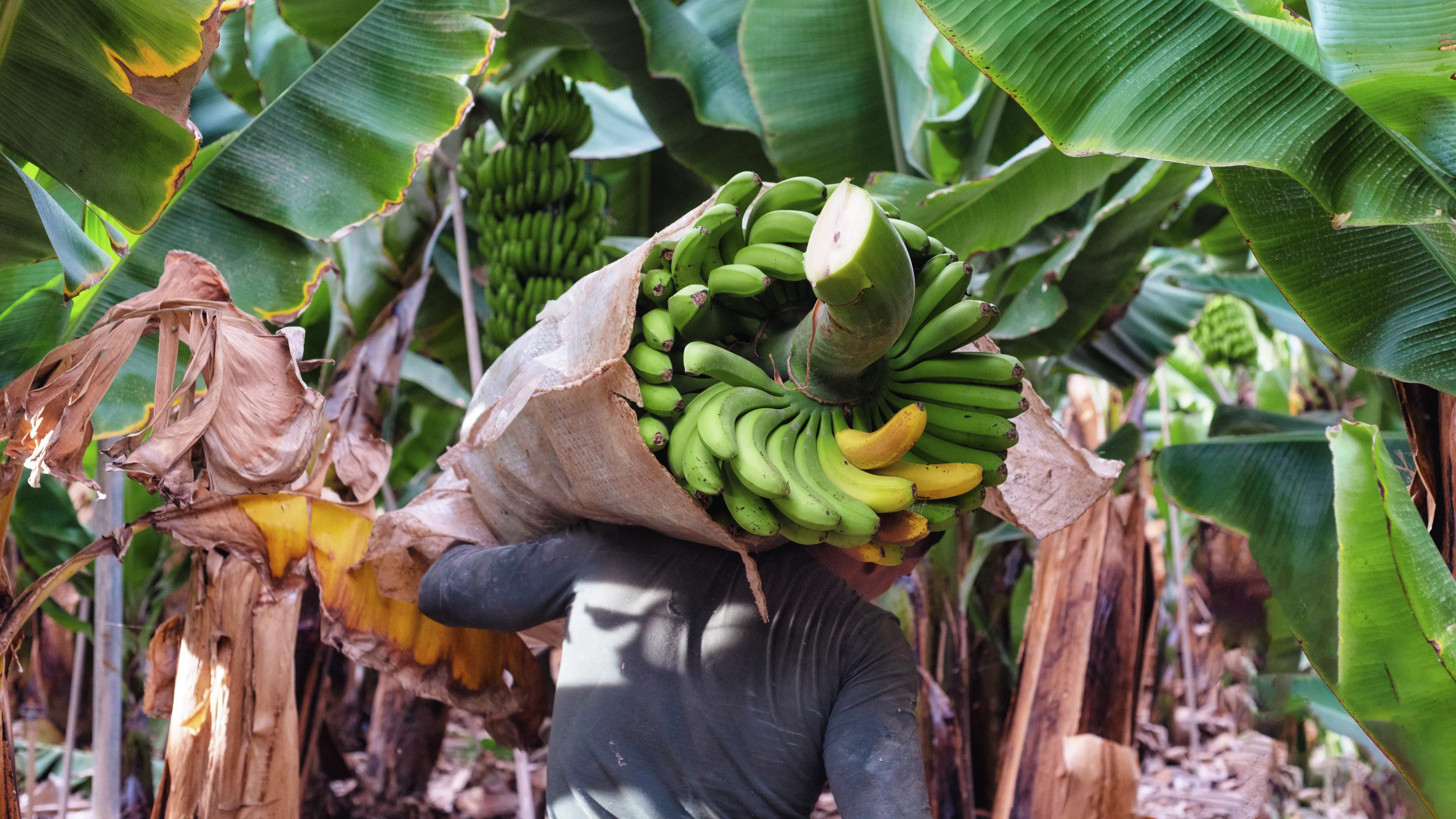 A person is carrying a large bundle of green bananas on their back, wrapped in a protective covering. They are surrounded by lush banana plants with large green leaves. The scene takes place in what appears to be a banana plantation.